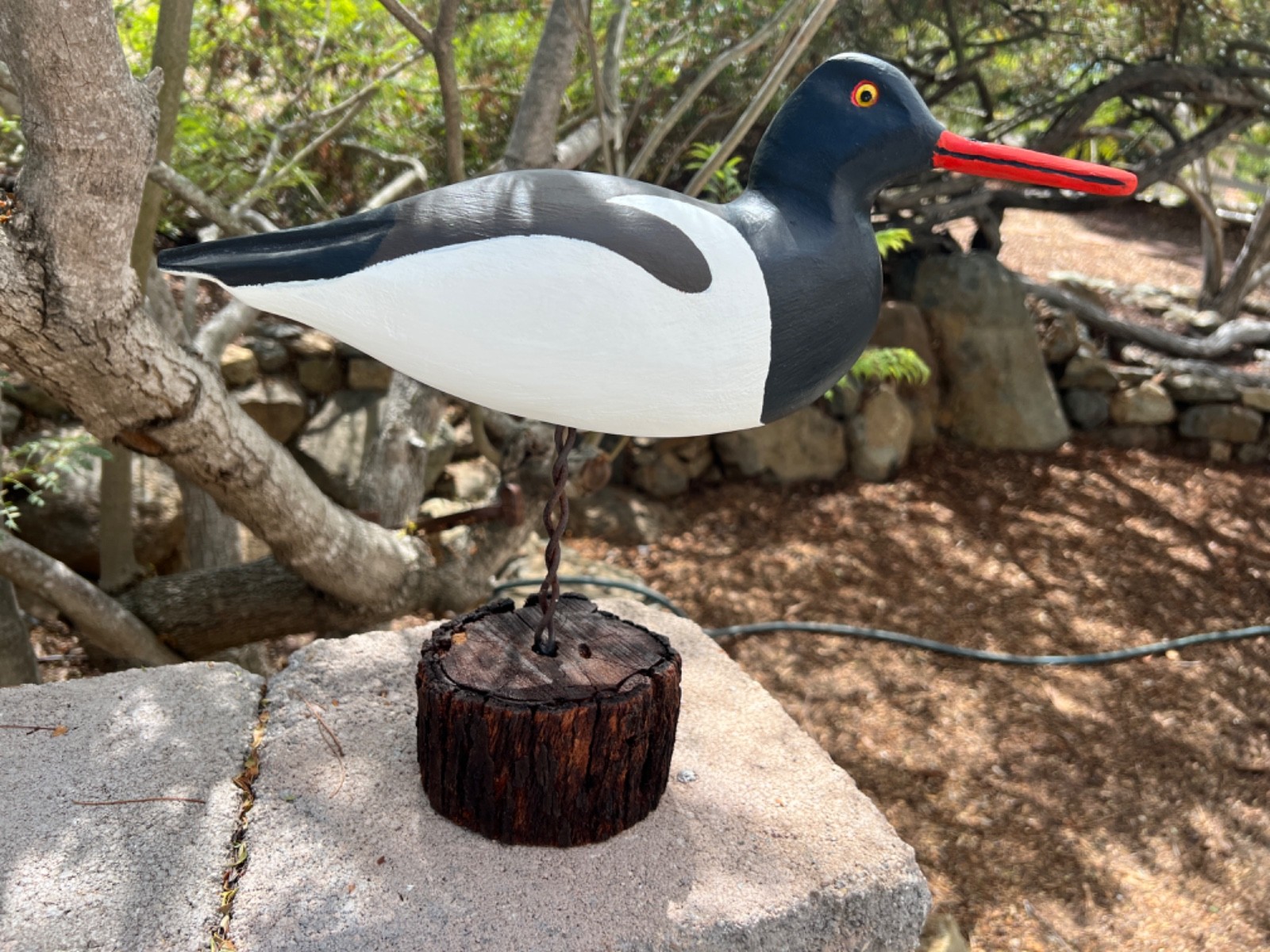American Oystercatcher Hand Carved Shorebird Decoy by Stan Vath of Olivenhain CA