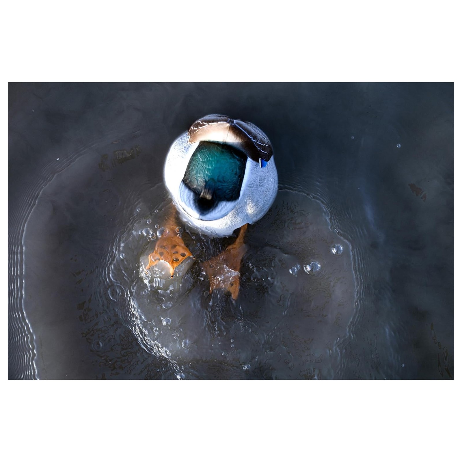 Avian-X Power Butt Kicker Drake Mallard Motion Duck Realistic Floating Decoy