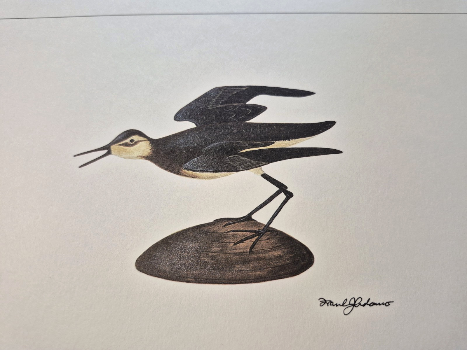 Elmer Crowell Shorebird Decoy Prints by Cape Cod Artist Frank j. Adamo