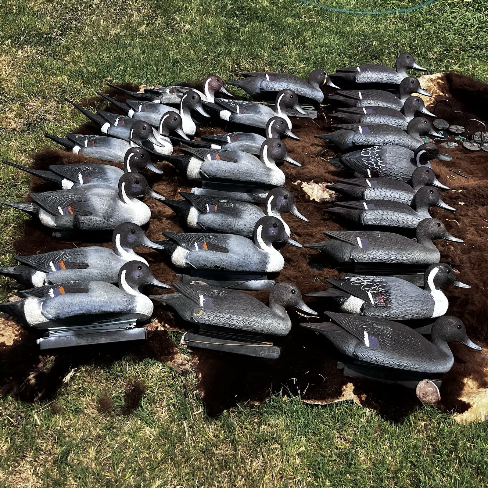 Lot Of Flambeau Duck Decoys Pintail Drakes & Hens Weighted Hunting