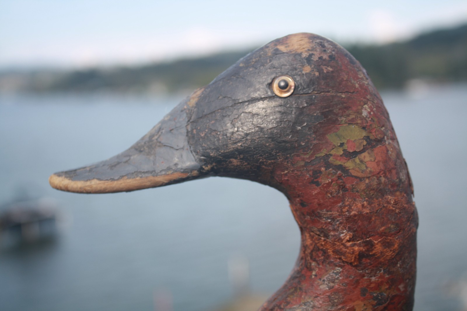 Canvasback Drake, unknown, Chesapeake Bay?, solid wood, high head, repaint.