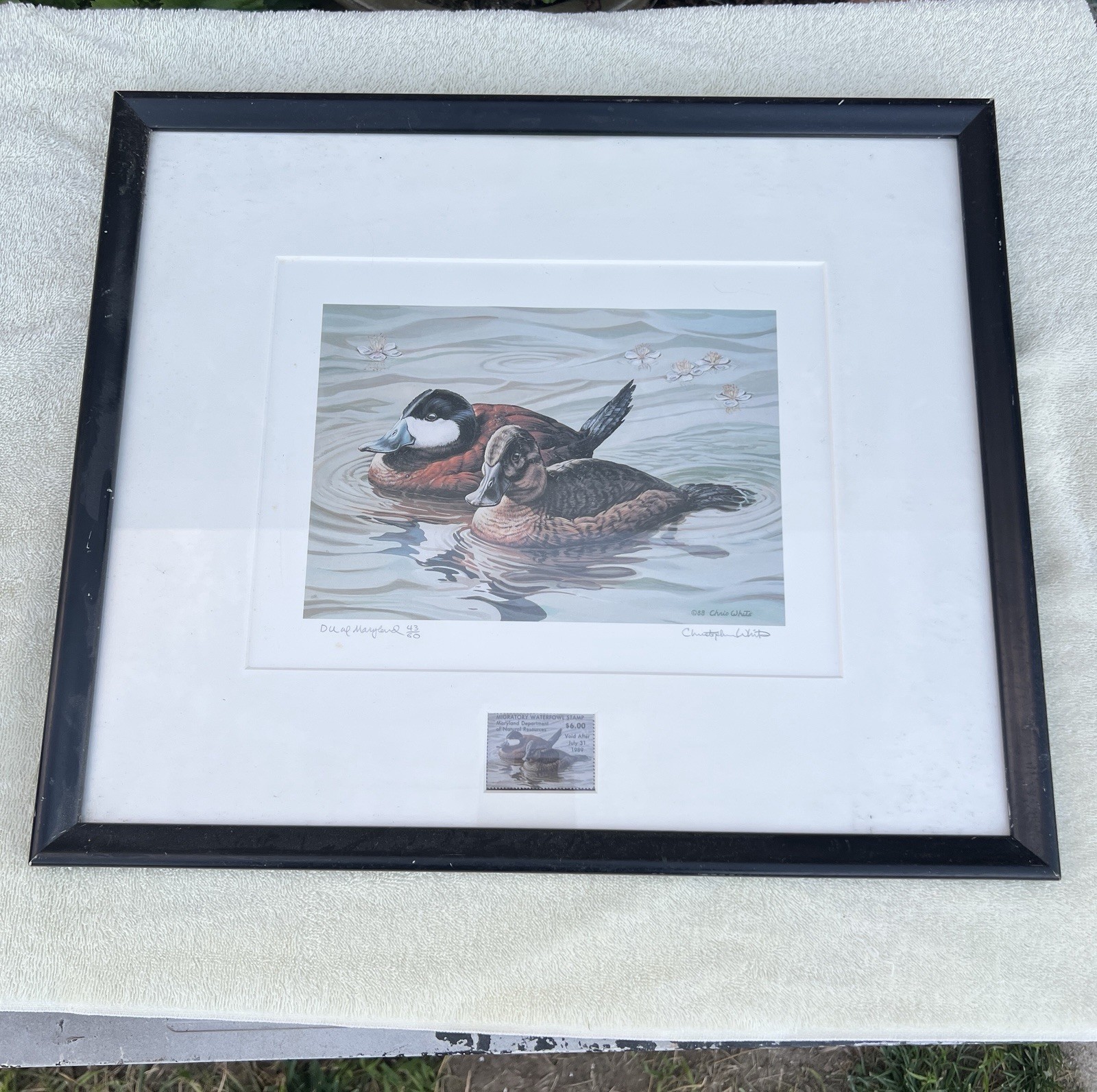 Christopher White Signed Duck Print 43/60 Maryland Waterfowl Duck Stamp 1988