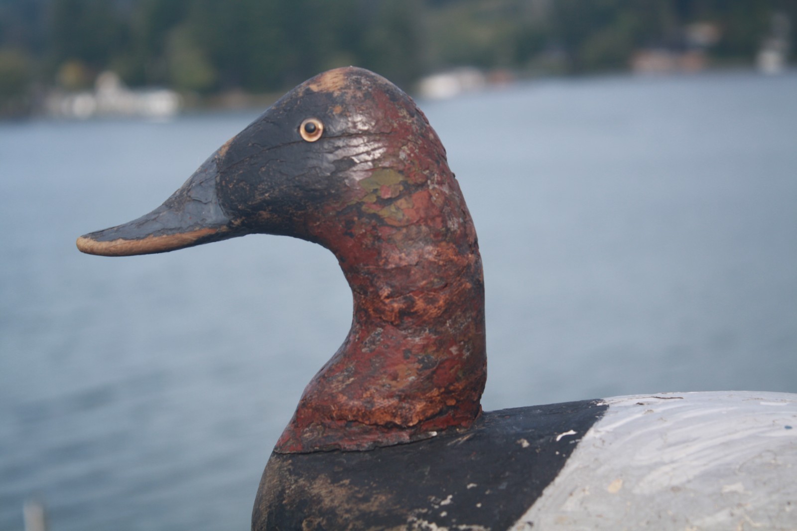 Canvasback Drake, unknown, Chesapeake Bay?, solid wood, high head, repaint.