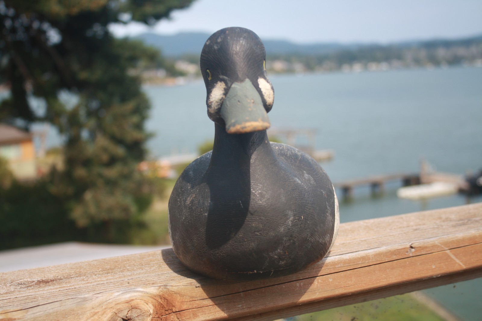 Bluebill Drake, Pierre Emile, LA Combe, Quebec, painted eyes, solid wood, OP.