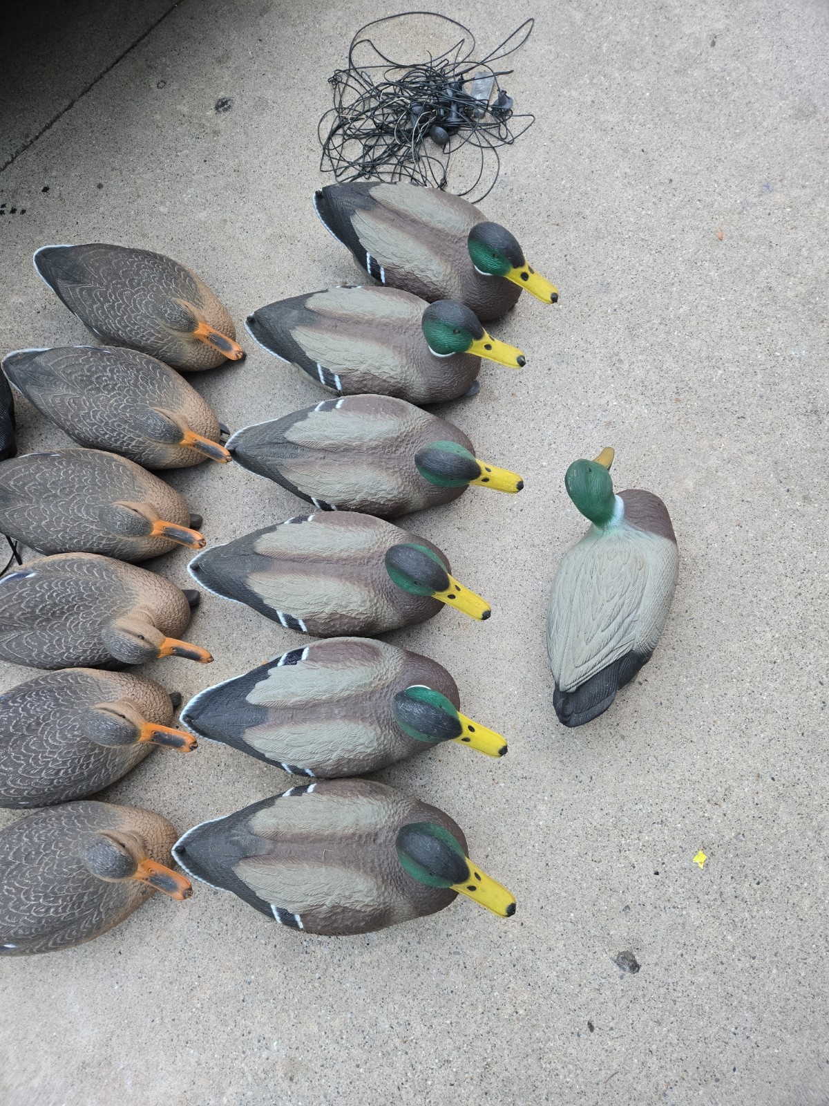 G&H Mallard Duck Decoys Lot of 12 + Flambeau Drake – Rigged w/ Weights Hunting