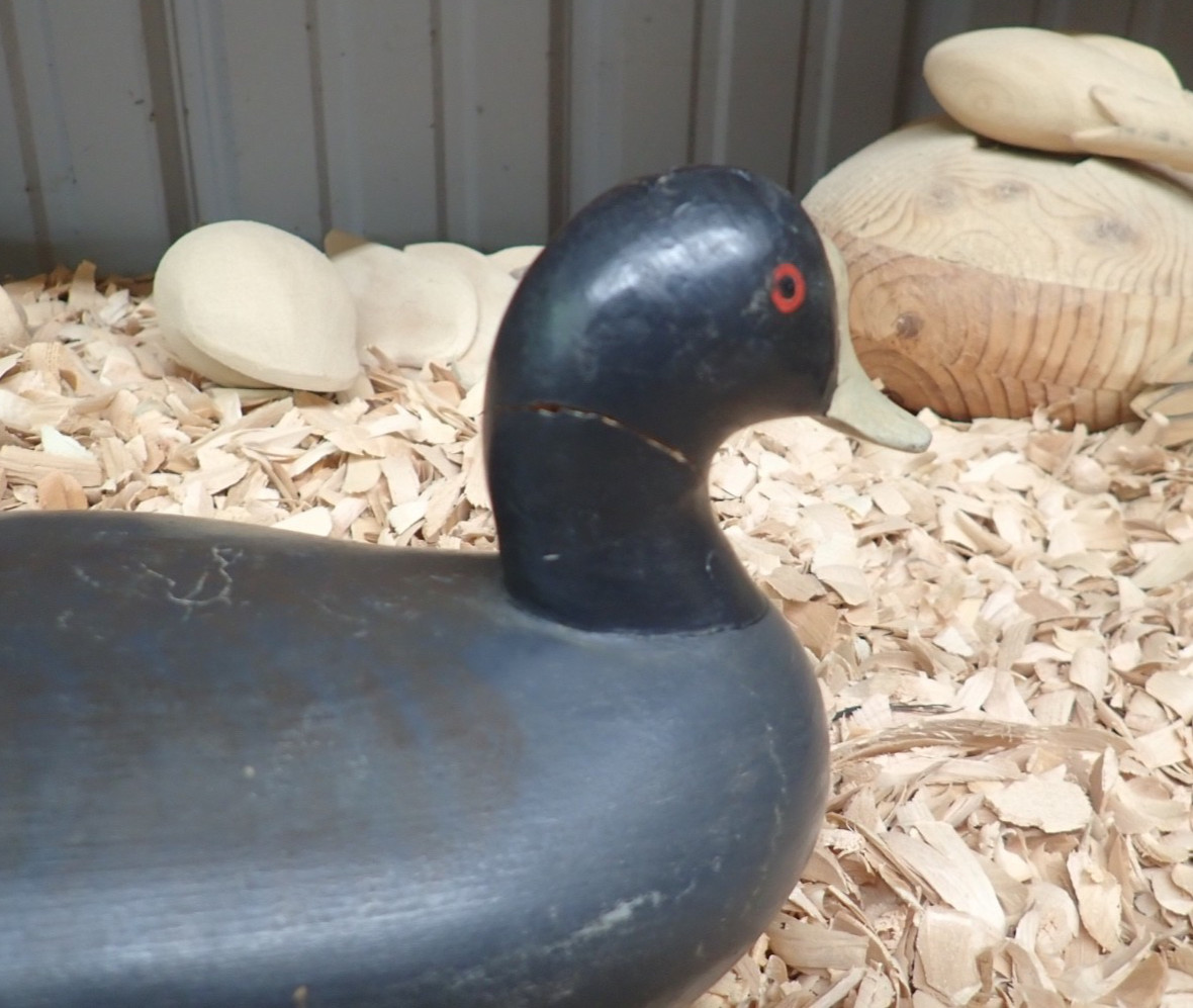 Upper Chesapeake Bay Working Coot Decoy