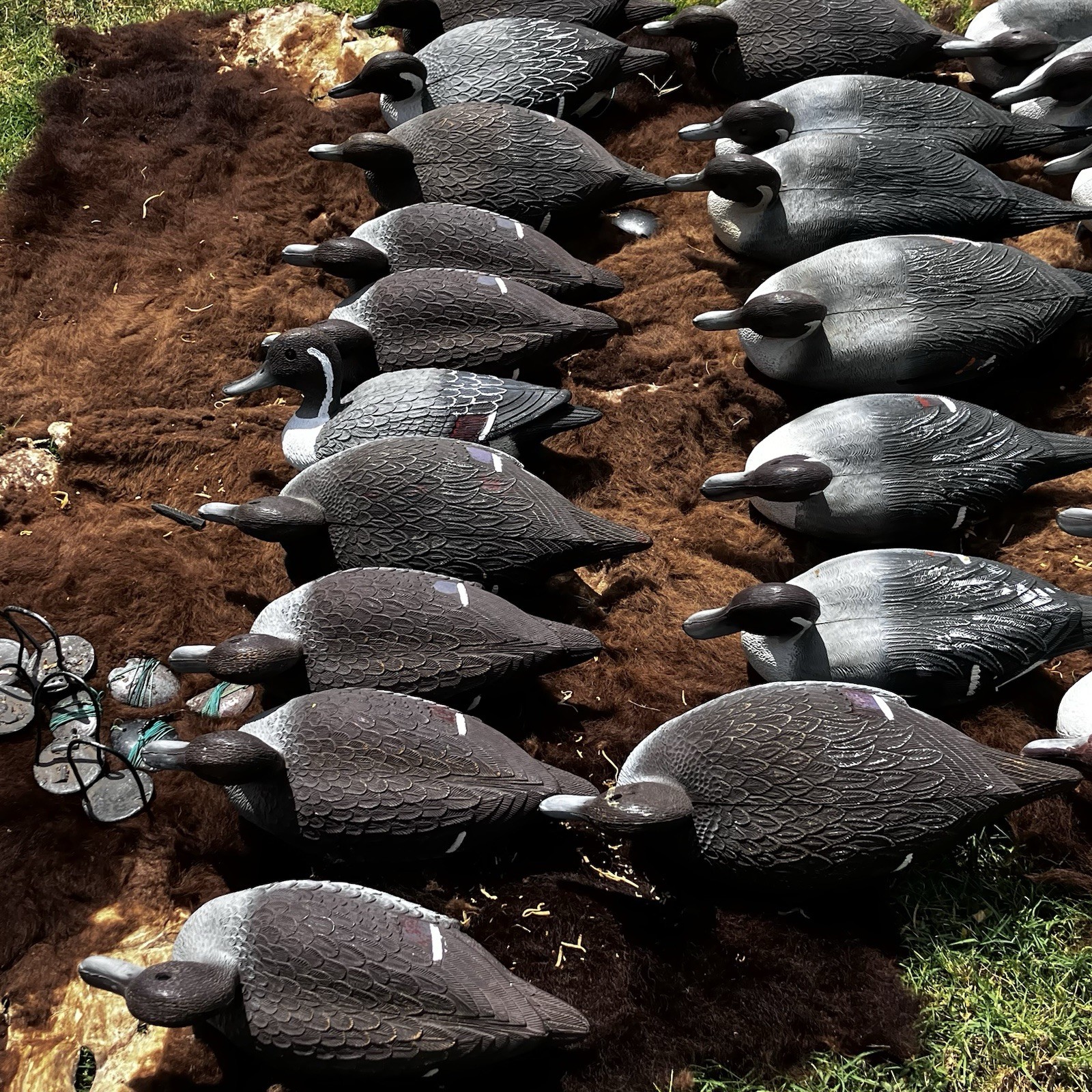 Lot Of Flambeau Duck Decoys Pintail Drakes & Hens Weighted Hunting