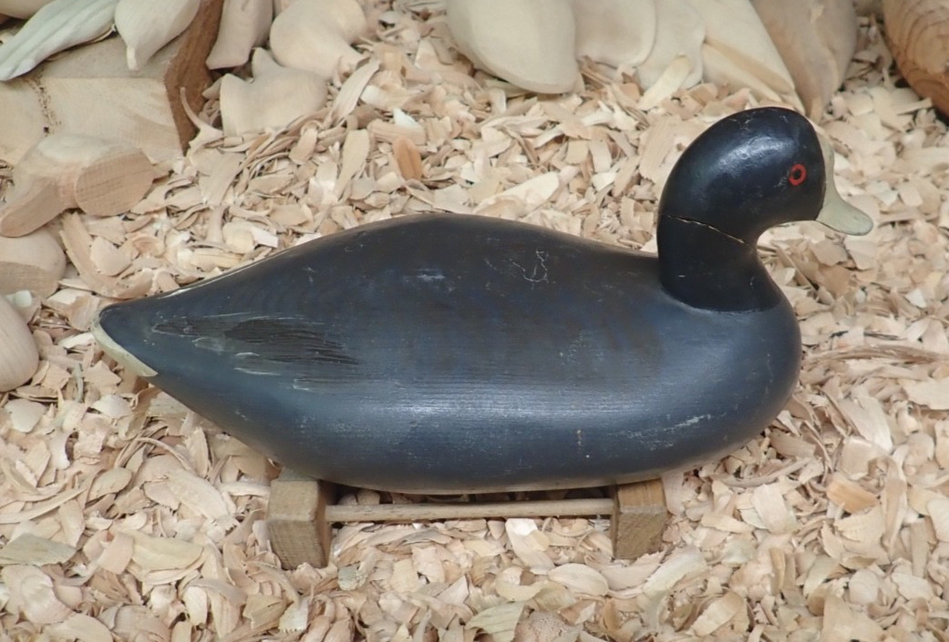 Upper Chesapeake Bay Working Coot Decoy