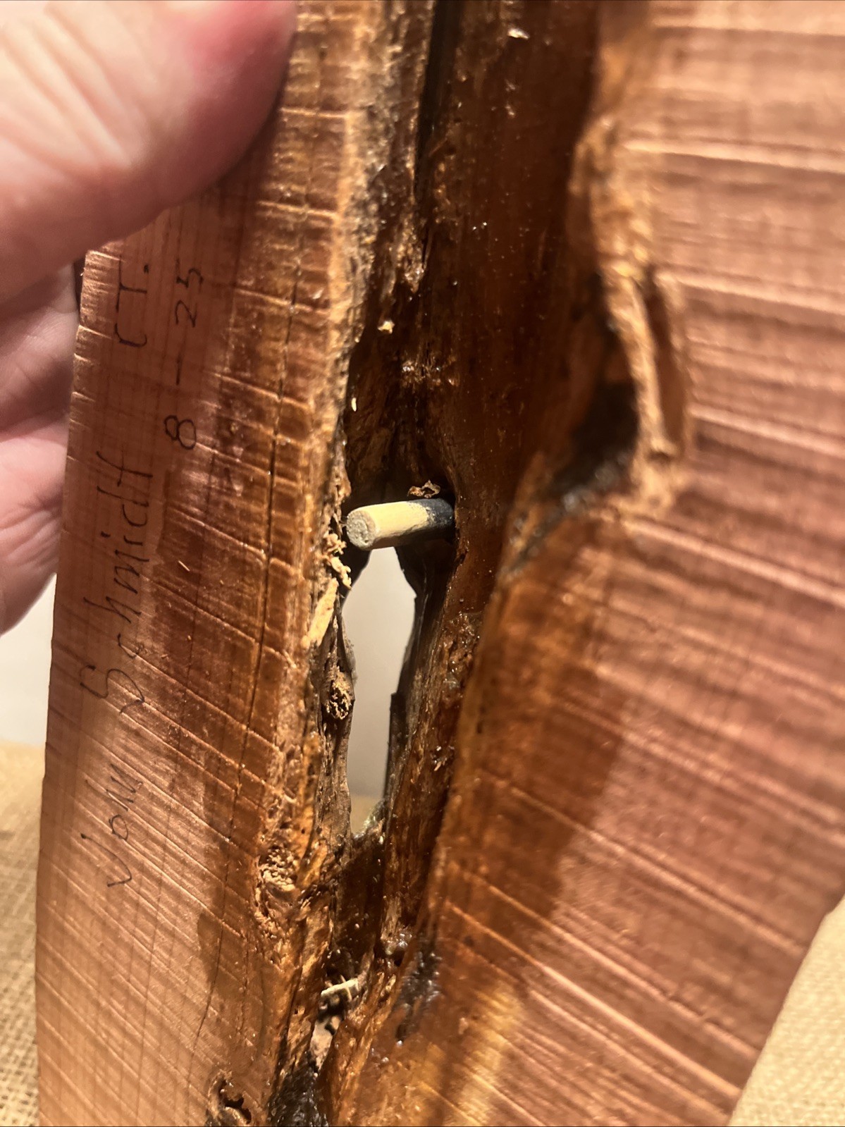 flicker woodpecker wall hanging mount decoy hand carved folk art