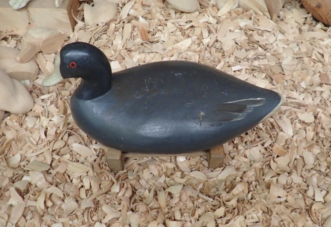 Upper Chesapeake Bay Working Coot Decoy