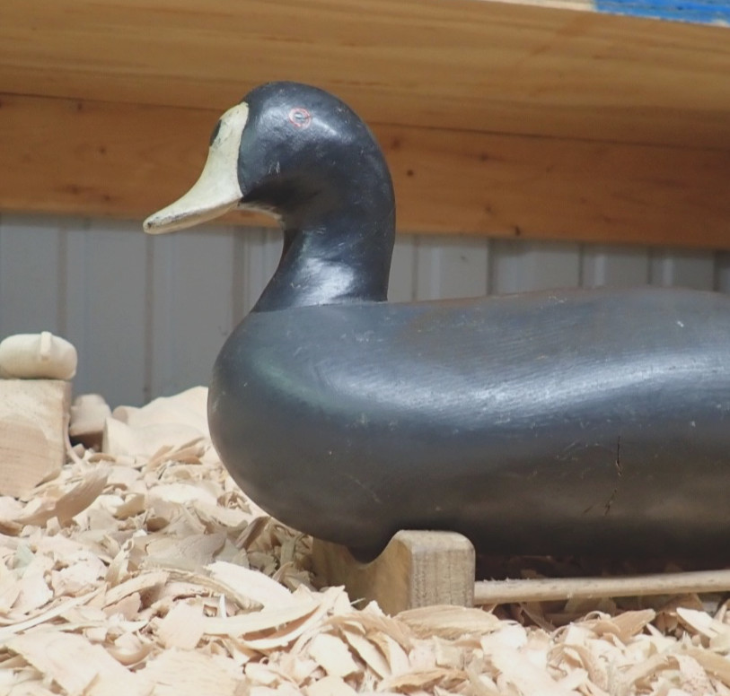 Upper Chesapeake Bay Working Coot Decoy