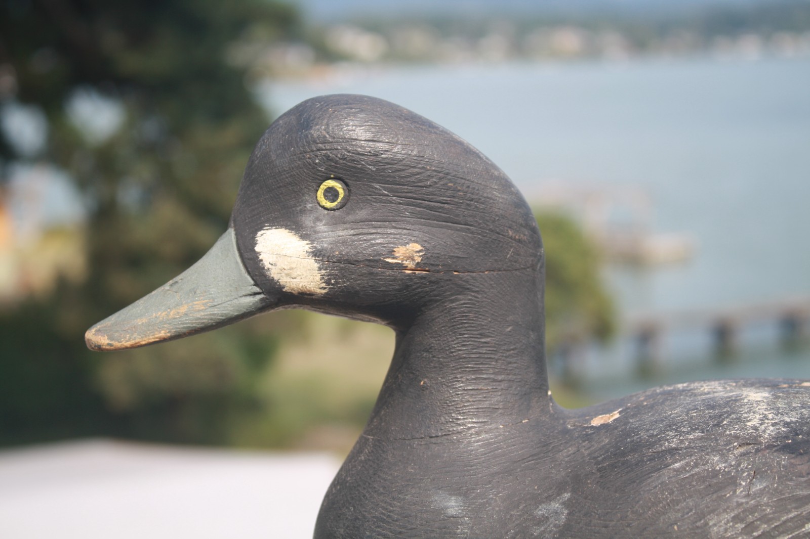 Bluebill Drake, Pierre Emile, LA Combe, Quebec, painted eyes, solid wood, OP.