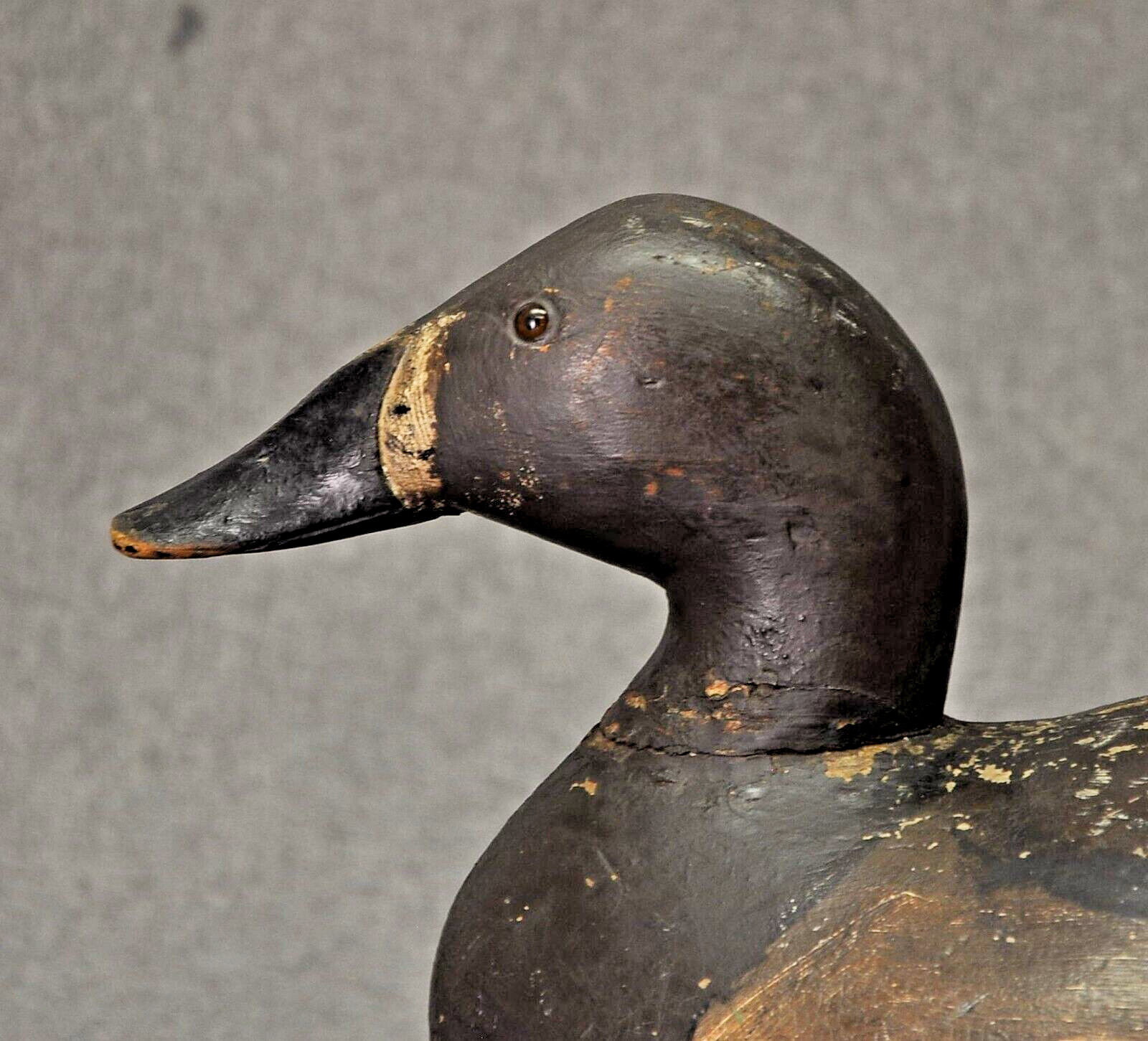 RARE TURTLE BACK ED “ONE ARM KELLIE” CANVASBACK HEN duck decoy 1900’s-10’s OP