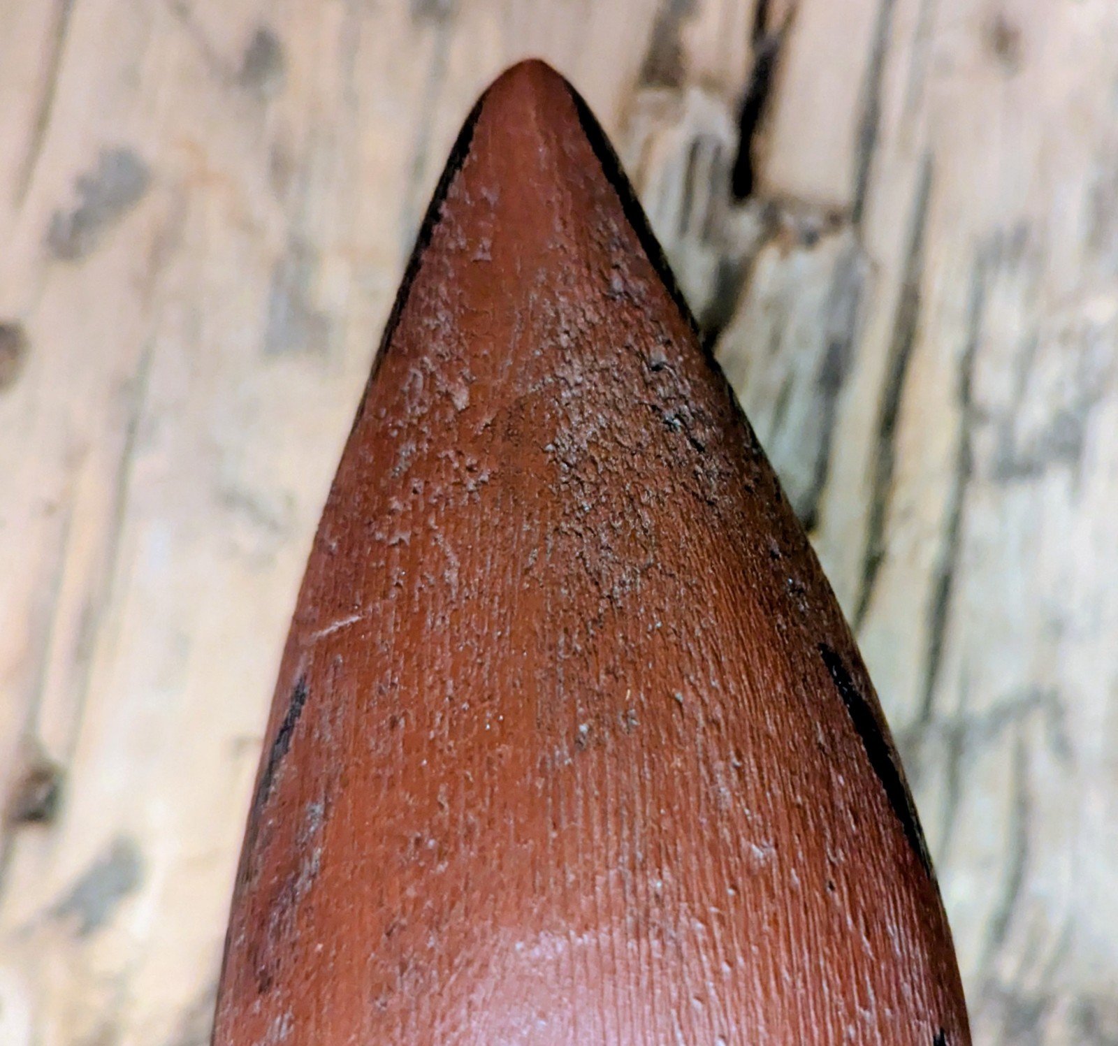 Oriental, NC Ruddy Turnstone Shorebird Decoy Dated 7/86 Split Tail, Carved Eyes
