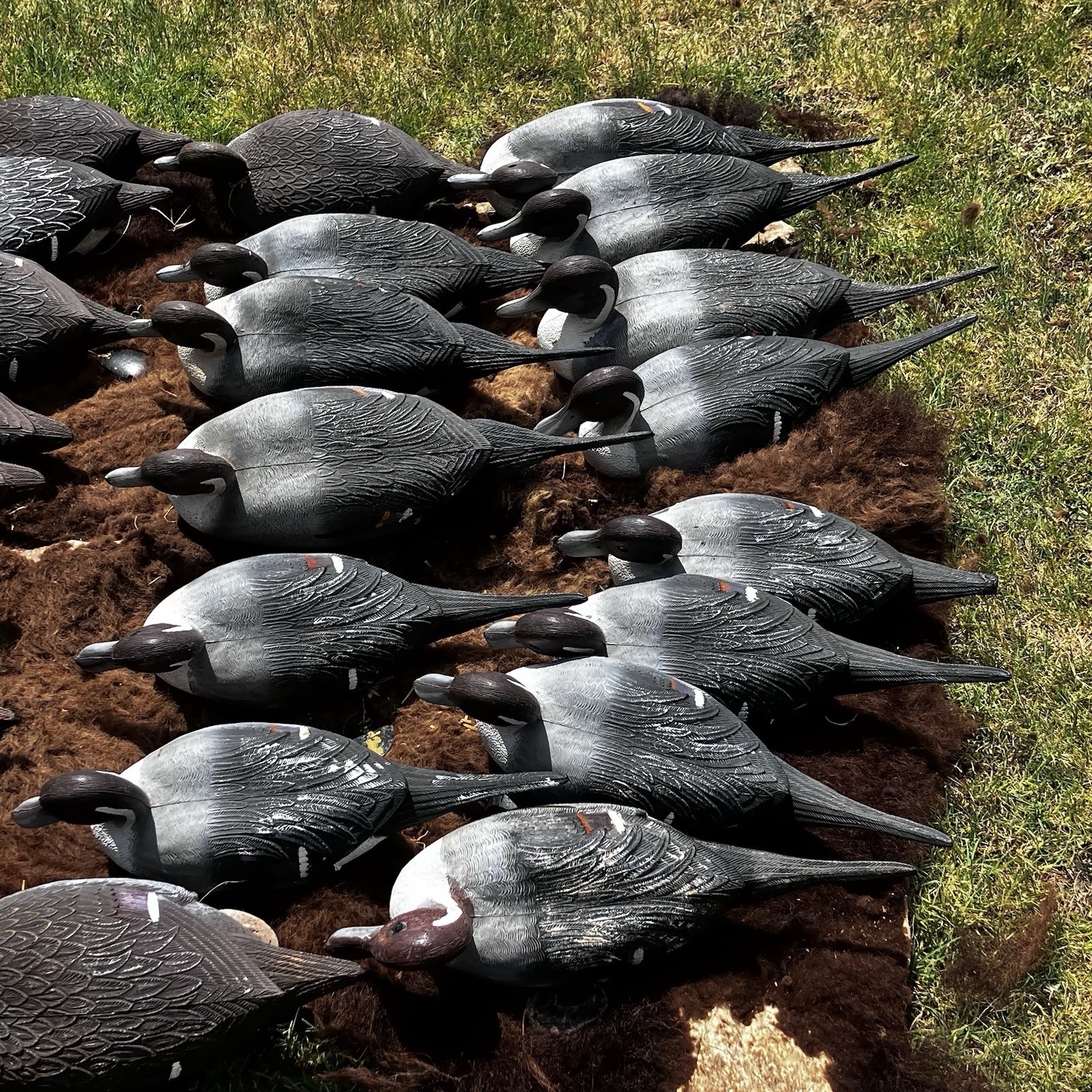 Lot Of Flambeau Duck Decoys Pintail Drakes & Hens Weighted Hunting
