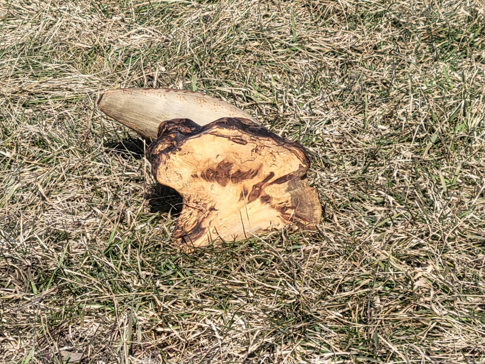 Vintage Shorebird Decoy