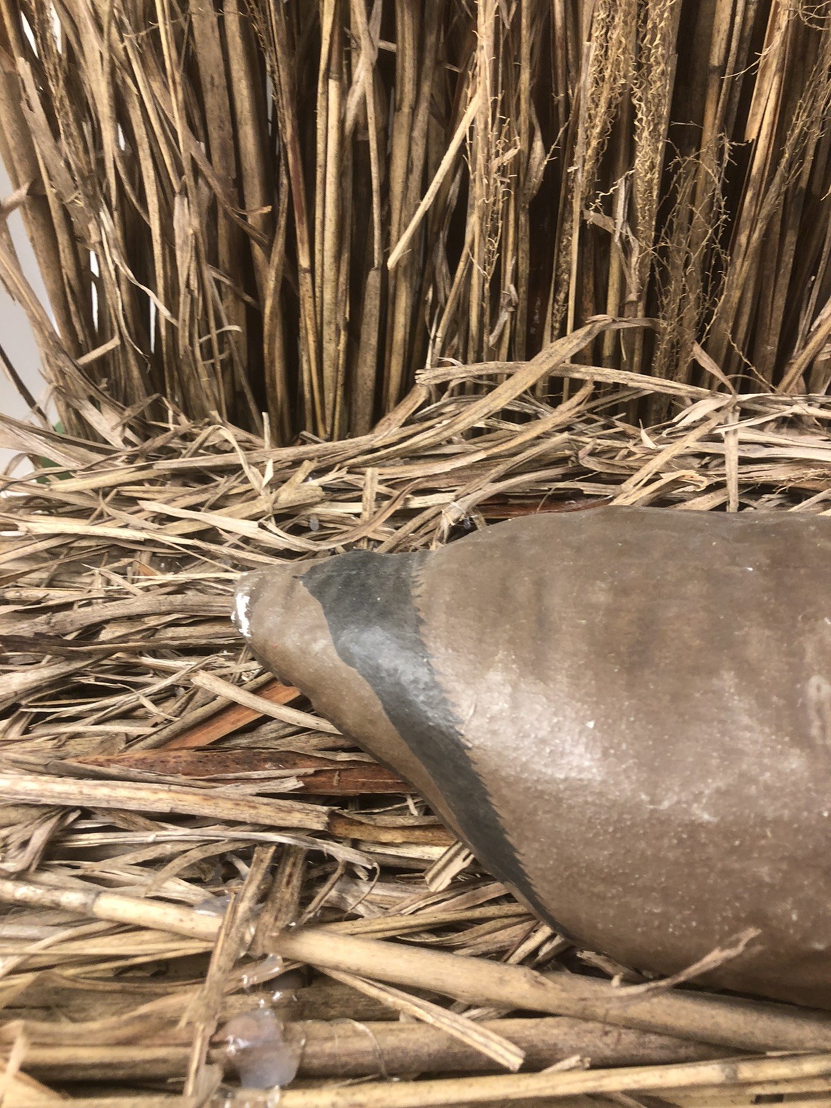 Rare Vintage Canvas Cloth Constructed Canvasback Hand Painted Duck Decoy 14in