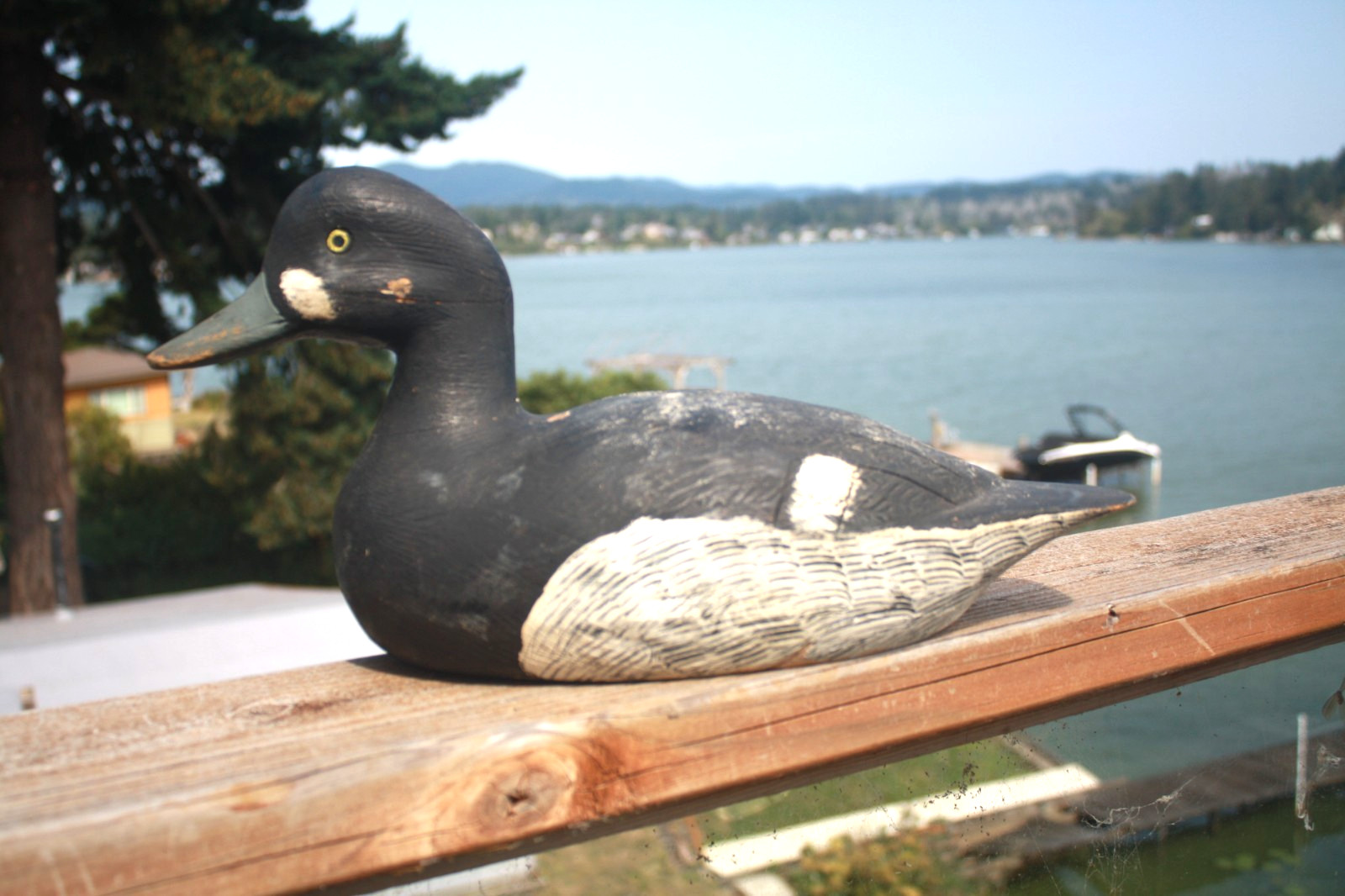 Bluebill Drake, Pierre Emile, LA Combe, Quebec, painted eyes, solid wood, OP.