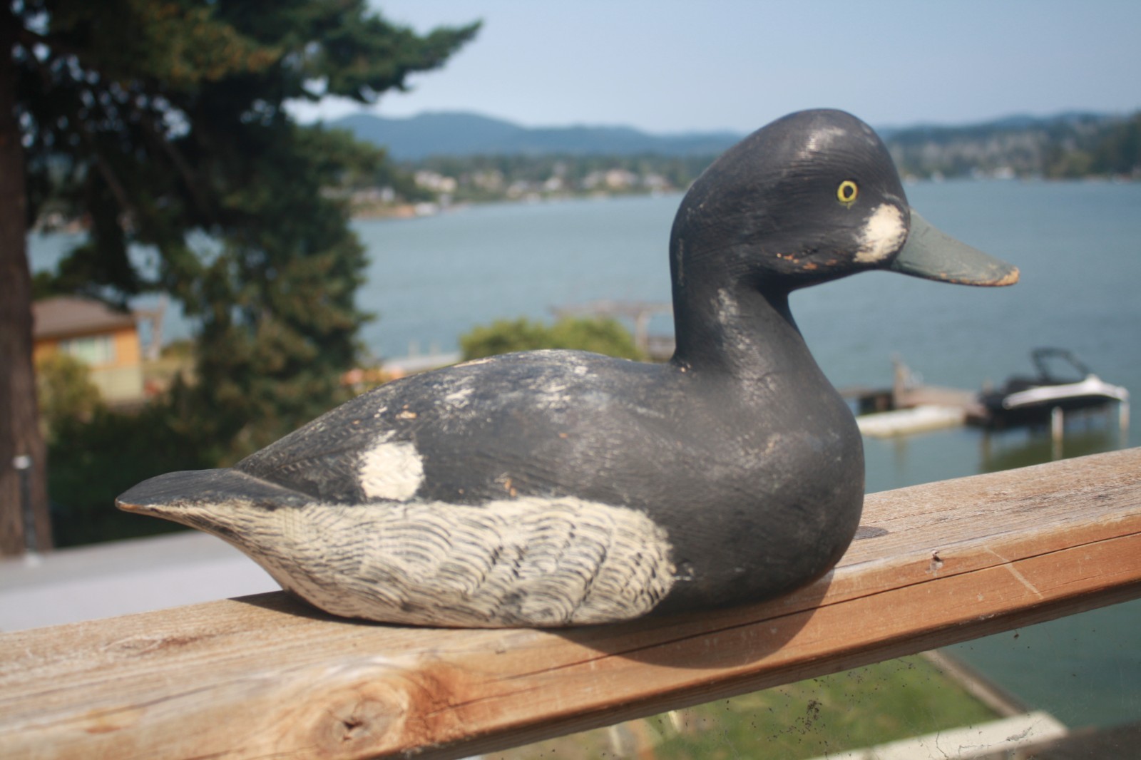 Bluebill Drake, Pierre Emile, LA Combe, Quebec, painted eyes, solid wood, OP.