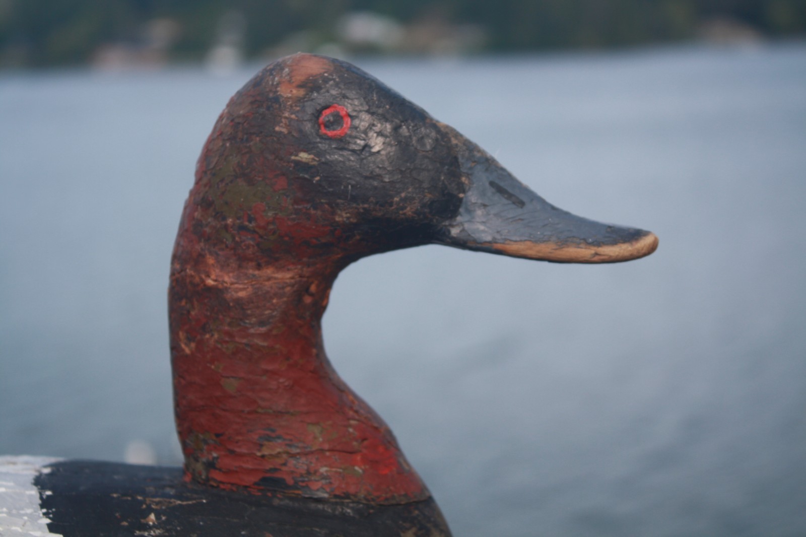 Canvasback Drake, unknown, Chesapeake Bay?, solid wood, high head, repaint.