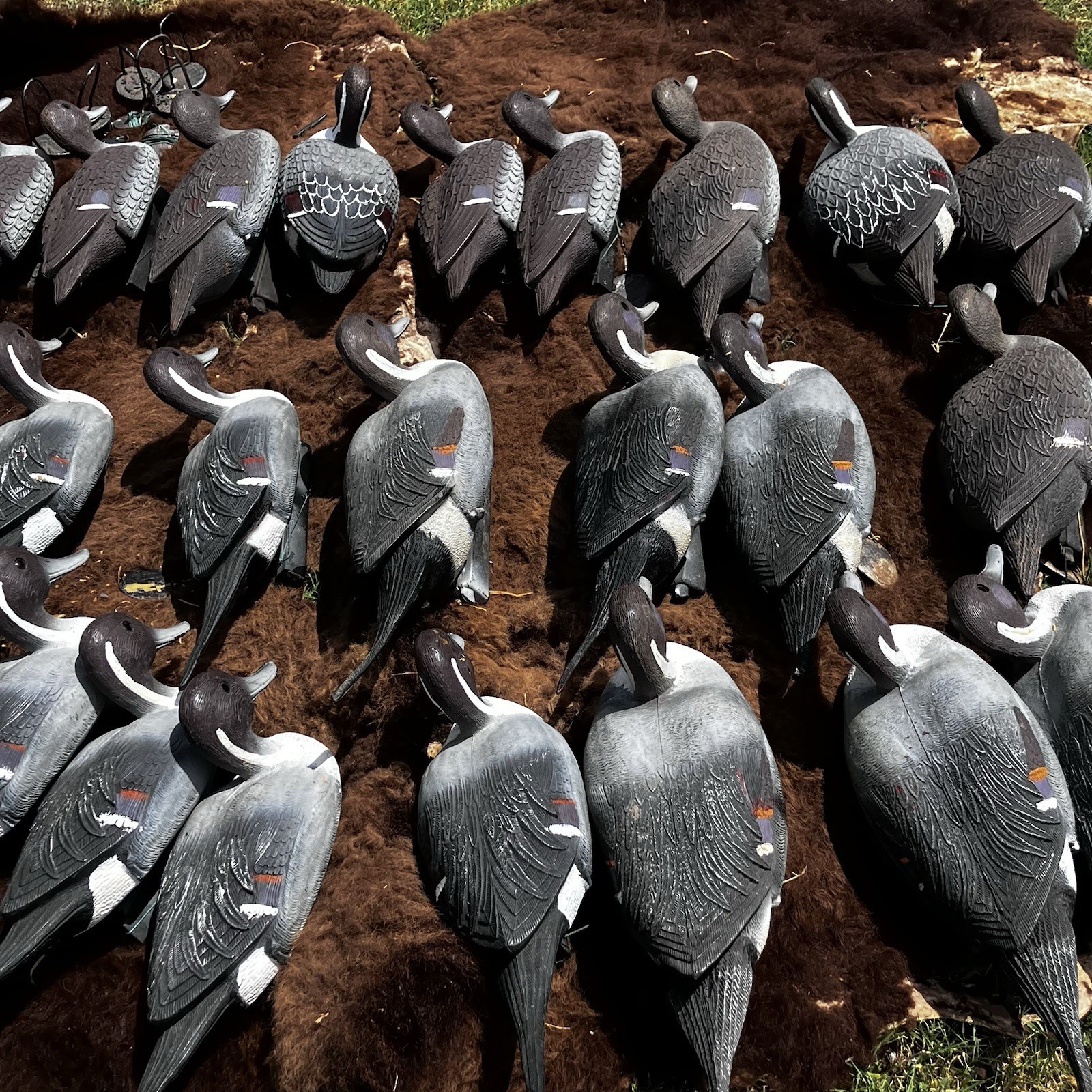Lot Of Flambeau Duck Decoys Pintail Drakes & Hens Weighted Hunting