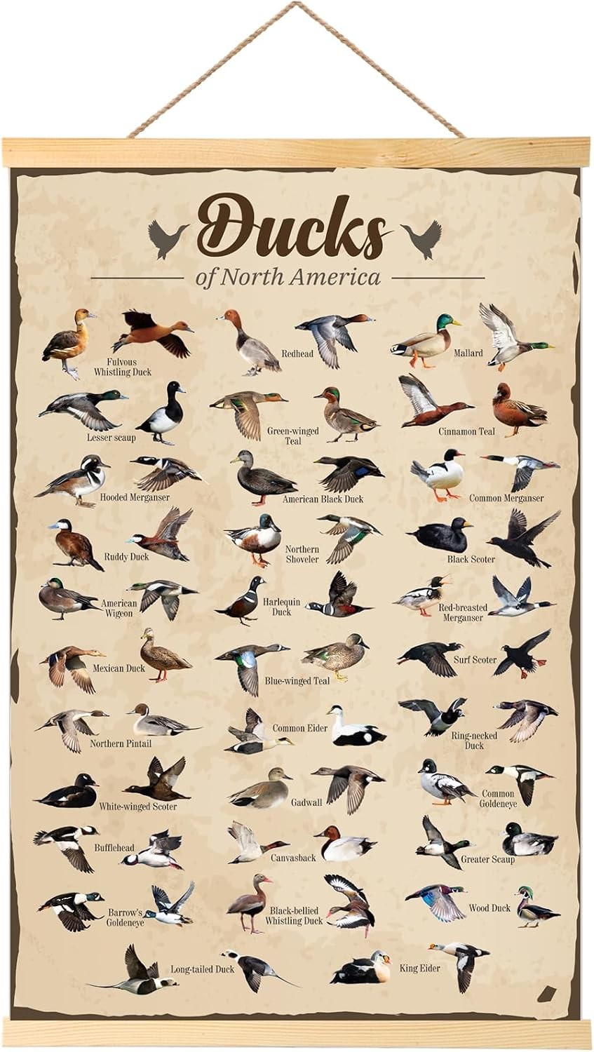 Duck Hunting Gifts for Men Type Of Duck Poster Duck Hunting Decor Mallard Ducks