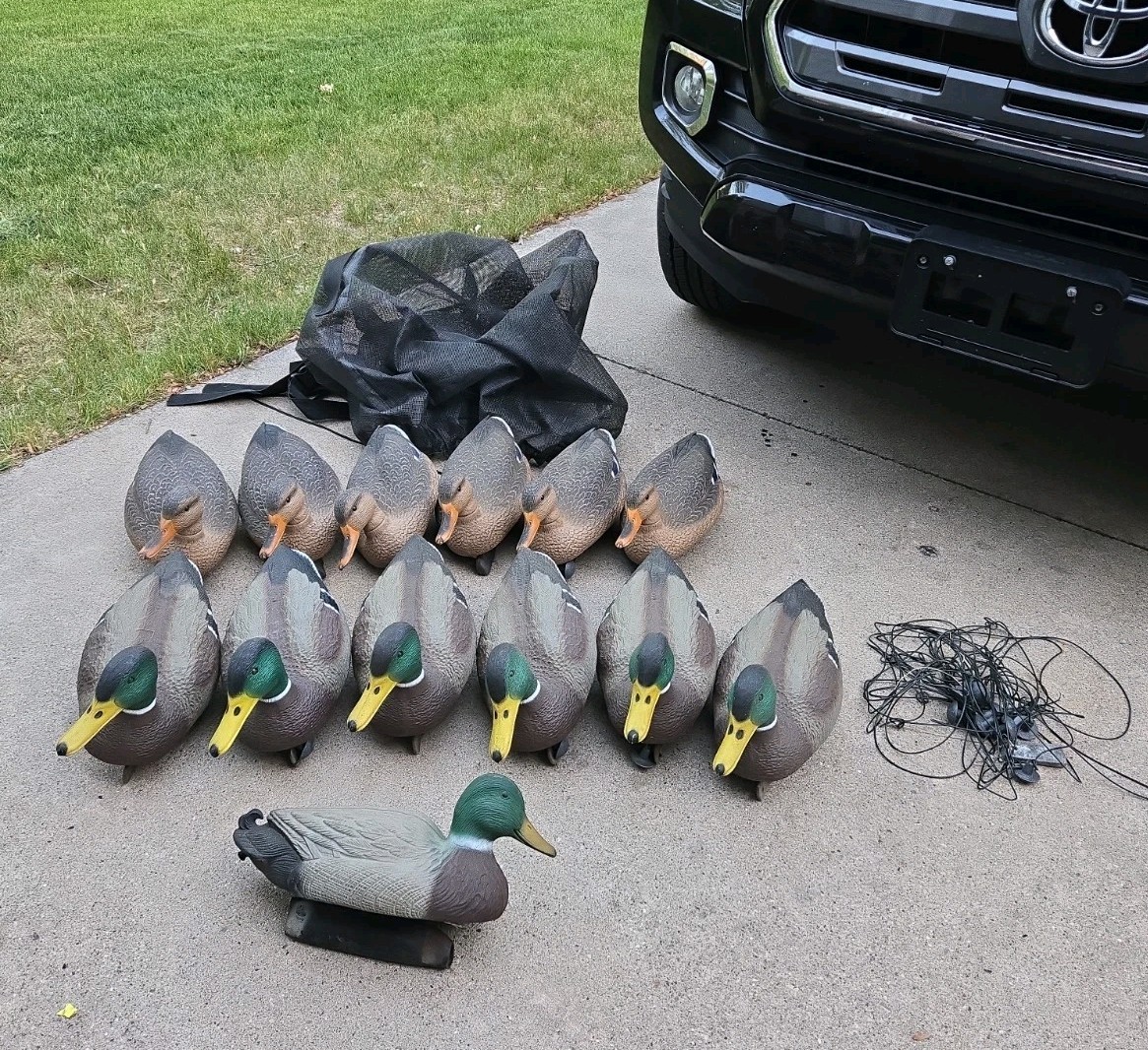 G&H Mallard Duck Decoys Lot of 12 + Flambeau Drake – Rigged w/ Weights Hunting