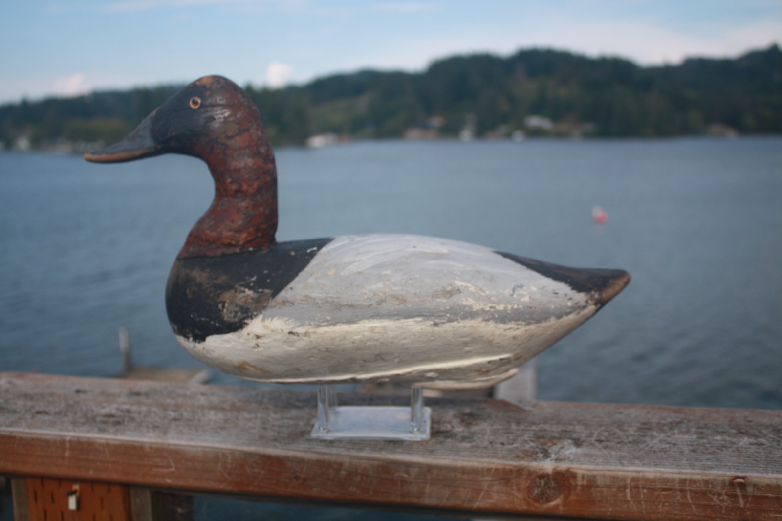 Canvasback Drake, unknown, Chesapeake Bay?, solid wood, high head, repaint.