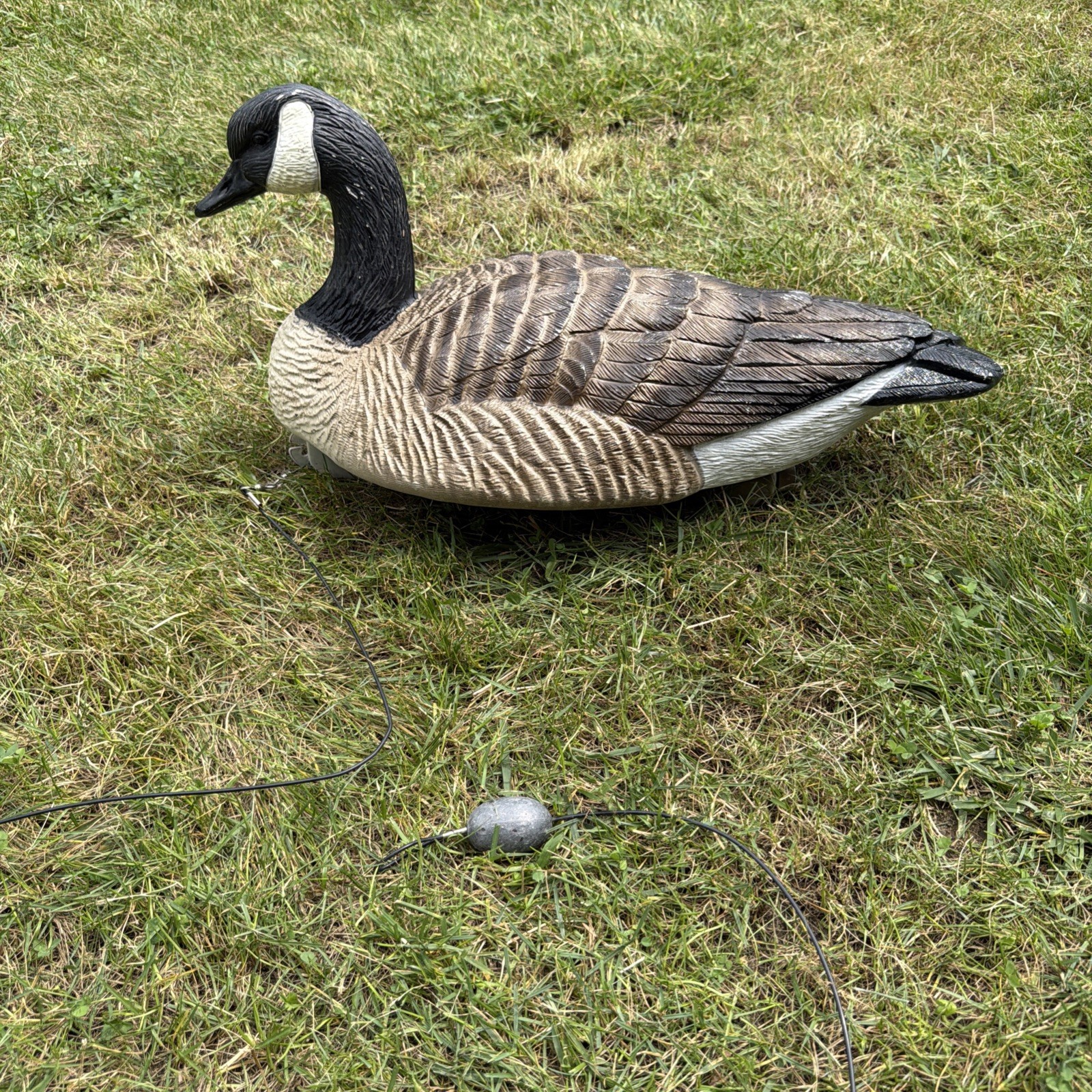 Final Approach Bird ID series Canada Goose floating decoy.