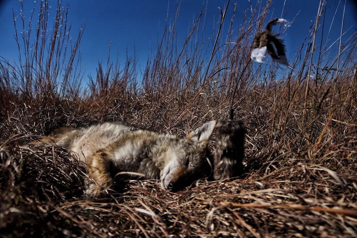 Mojo Super Critter Decoy: Ultimate Solution for Effective Predator Trapping!