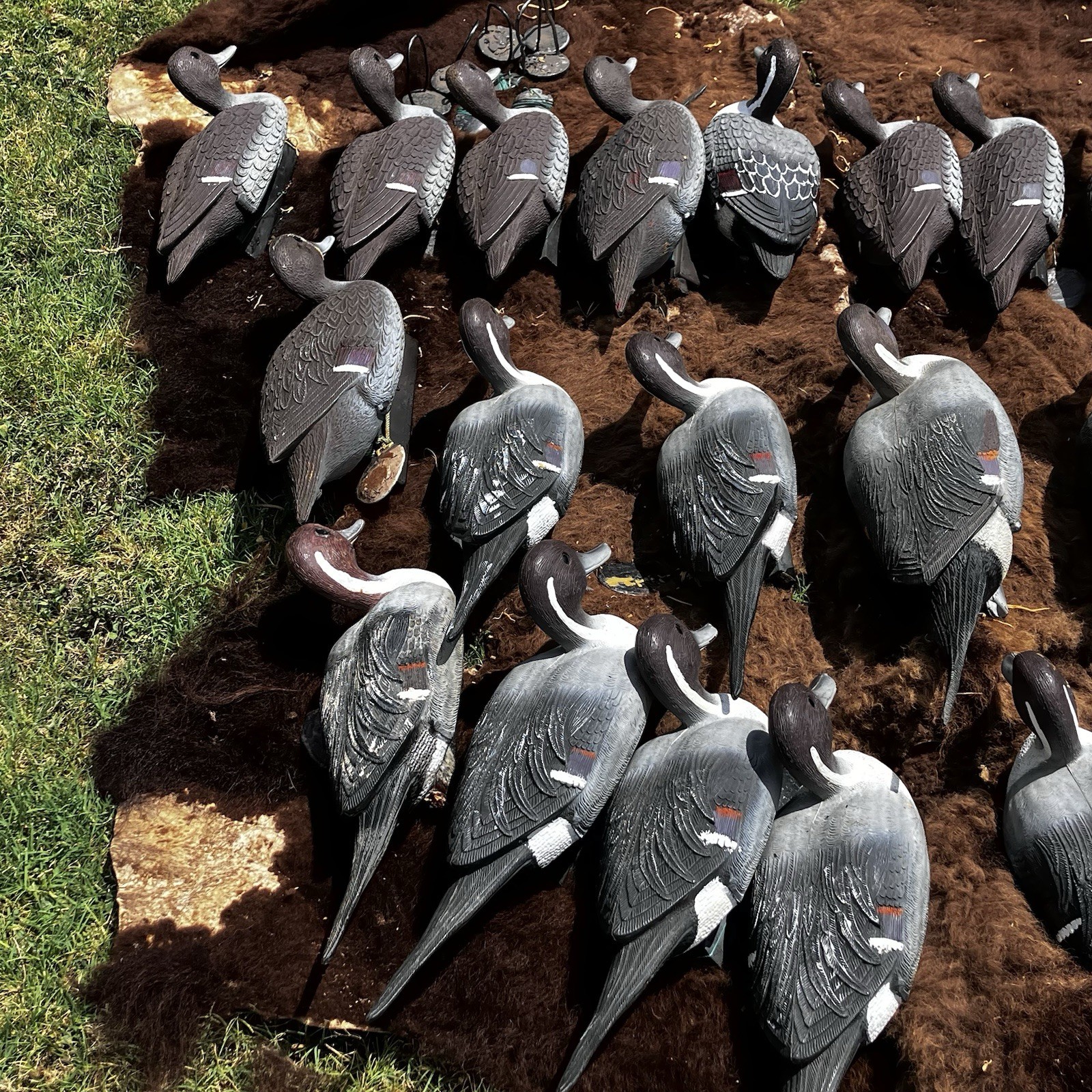 Lot Of Flambeau Duck Decoys Pintail Drakes & Hens Weighted Hunting