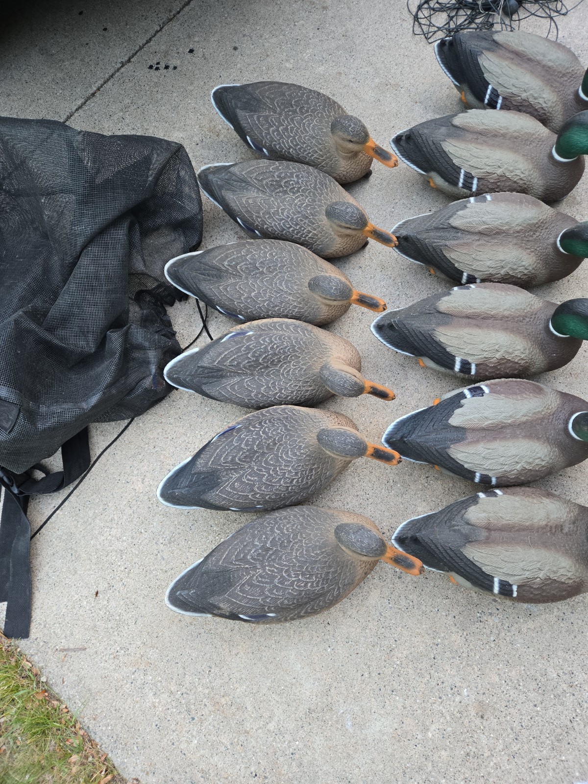 G&H Mallard Duck Decoys Lot of 12 + Flambeau Drake – Rigged w/ Weights Hunting