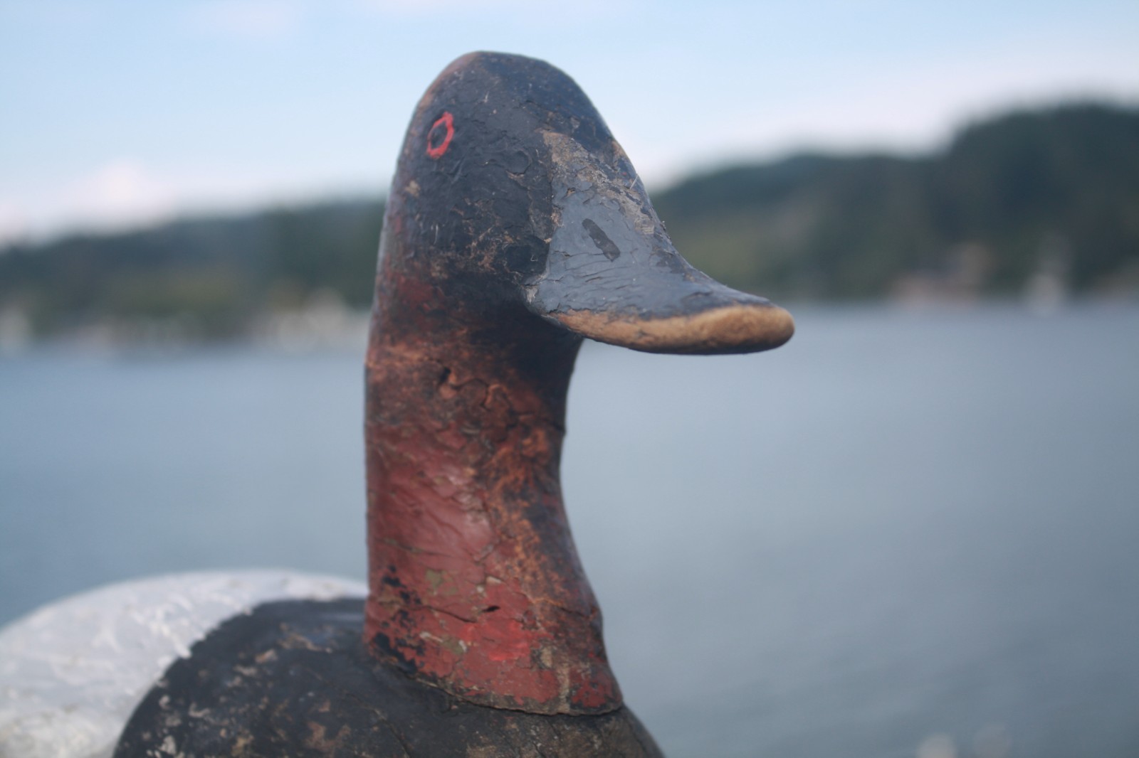 Canvasback Drake, unknown, Chesapeake Bay?, solid wood, high head, repaint.