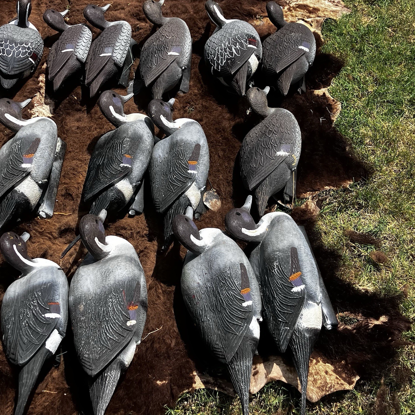 Lot Of Flambeau Duck Decoys Pintail Drakes & Hens Weighted Hunting