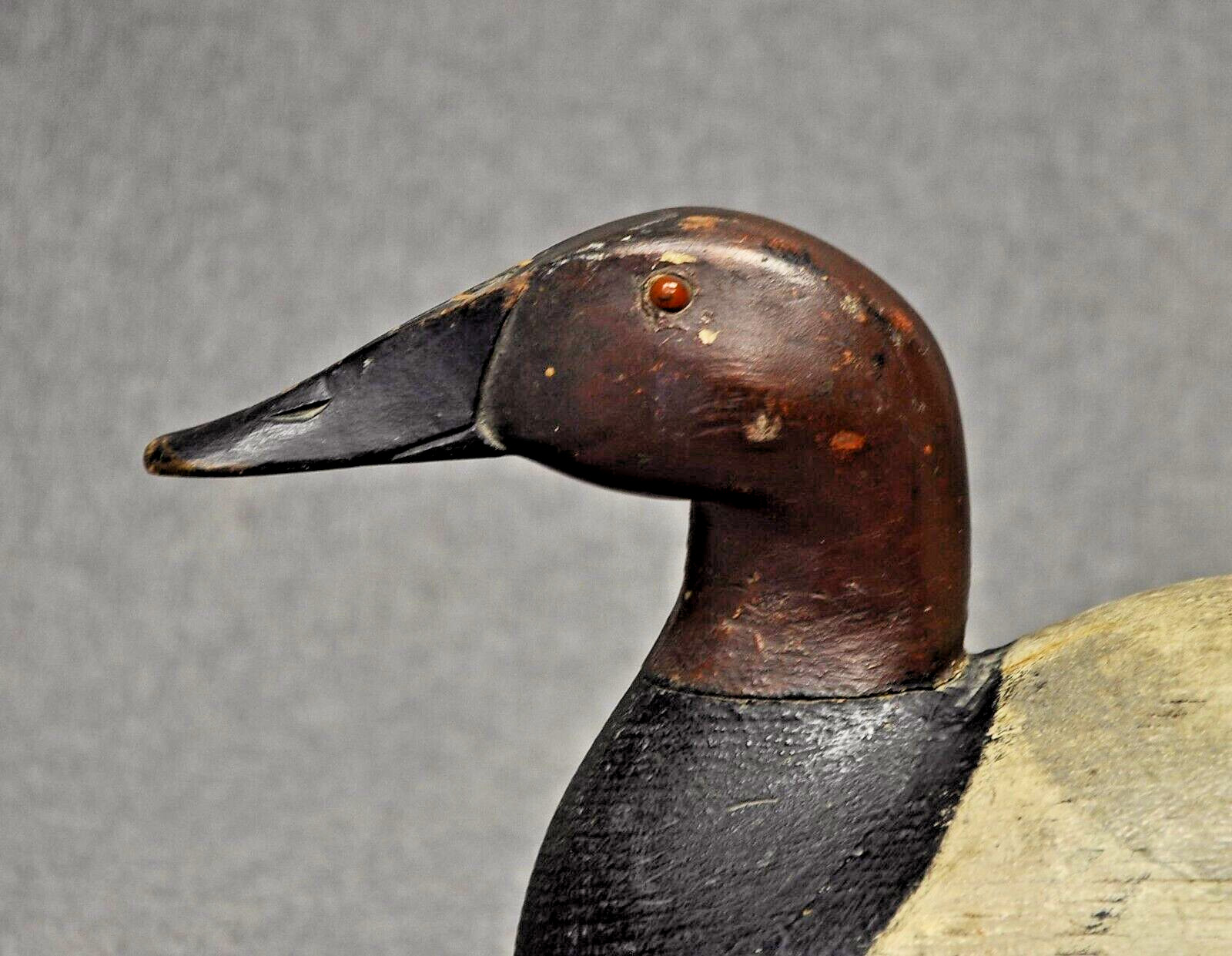 VINTAGE RARE ED “ONE ARM KELLIE” CANVASBACK drake duck decoy decoys TURTLE BACK
