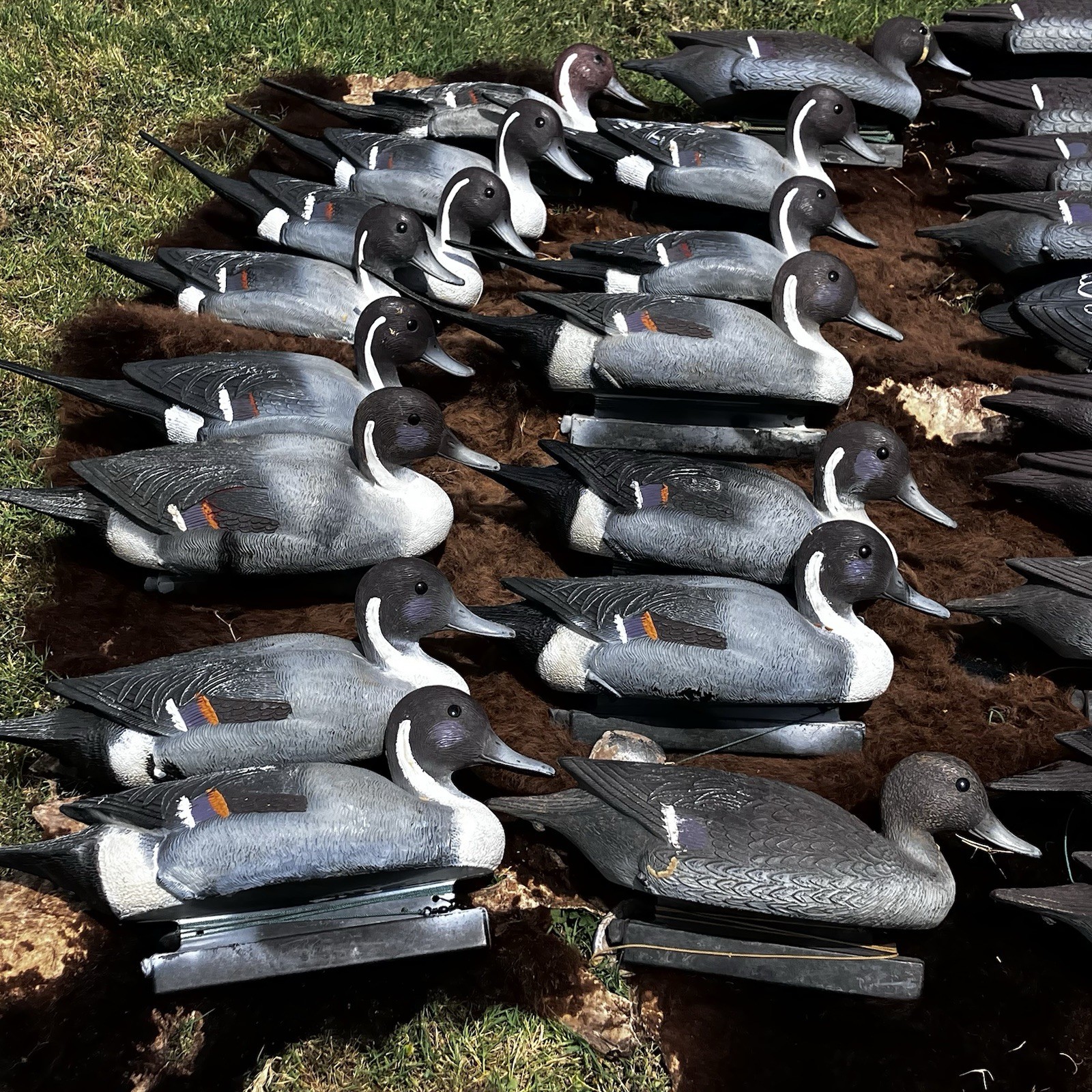Lot Of Flambeau Duck Decoys Pintail Drakes & Hens Weighted Hunting