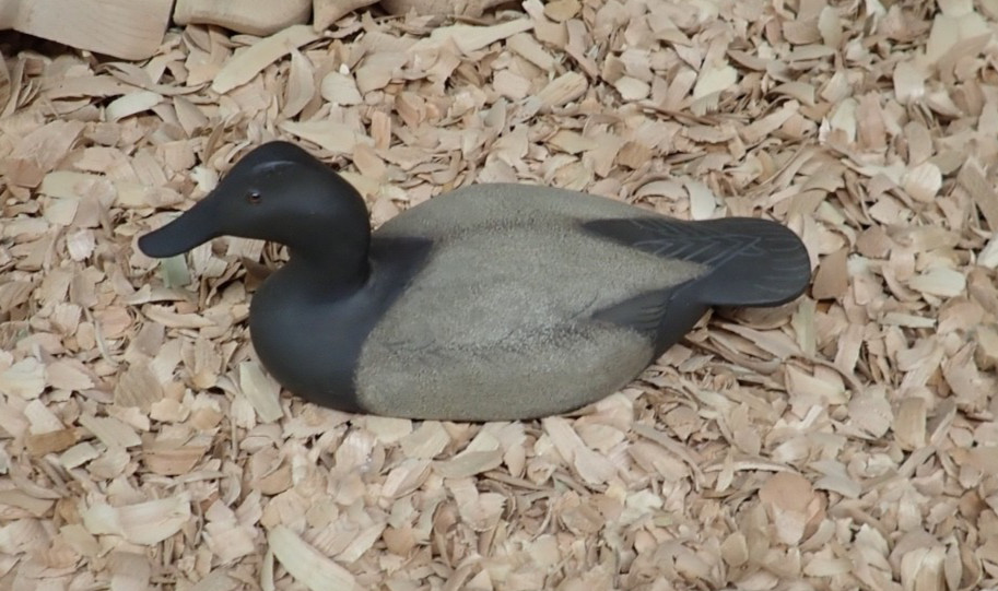2017 Canvasback Hen Decoy by Rick Moretz of Havre de Grace MD