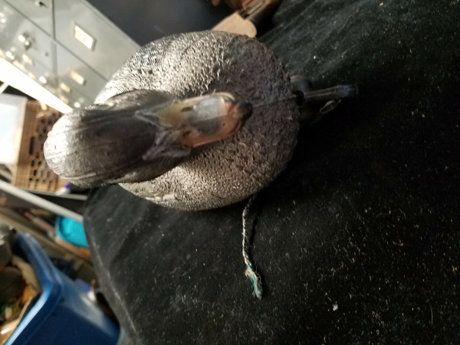 Sport Plast Italy Made Plastic Duck Decoy 12″ Long