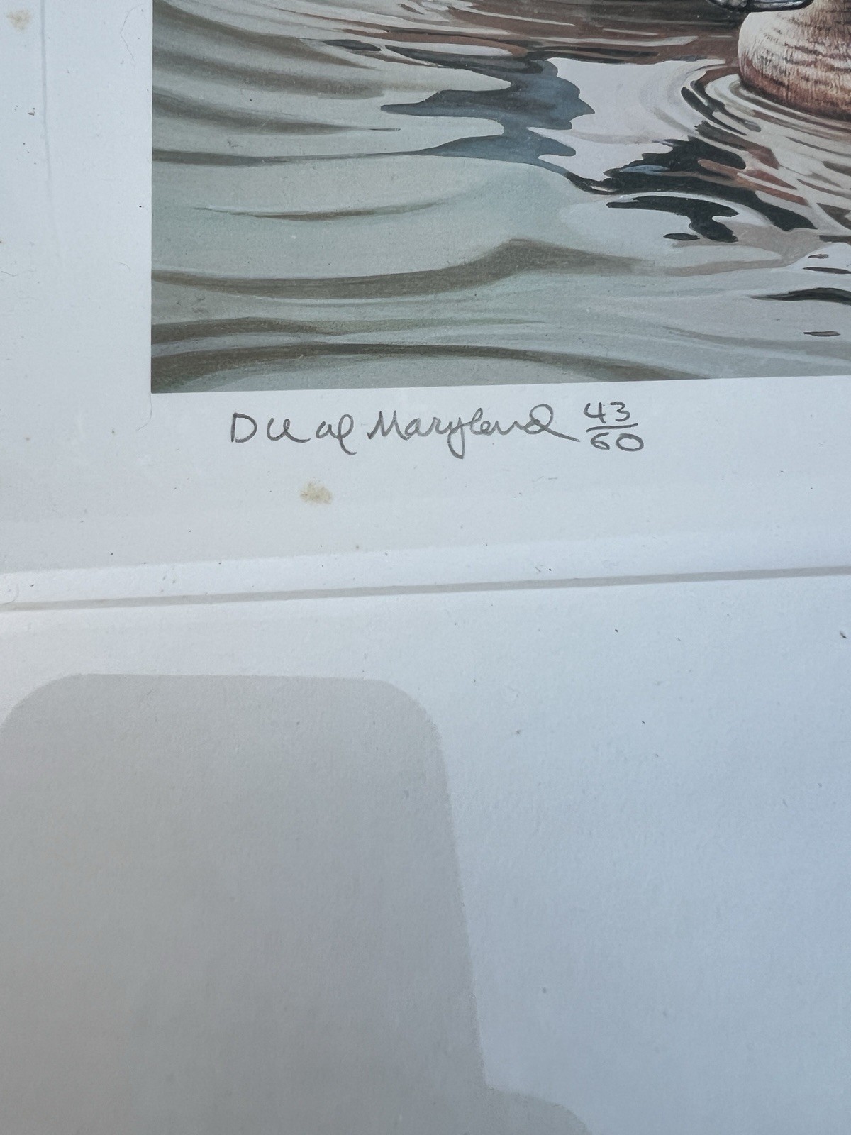 Christopher White Signed Duck Print 43/60 Maryland Waterfowl Duck Stamp 1988