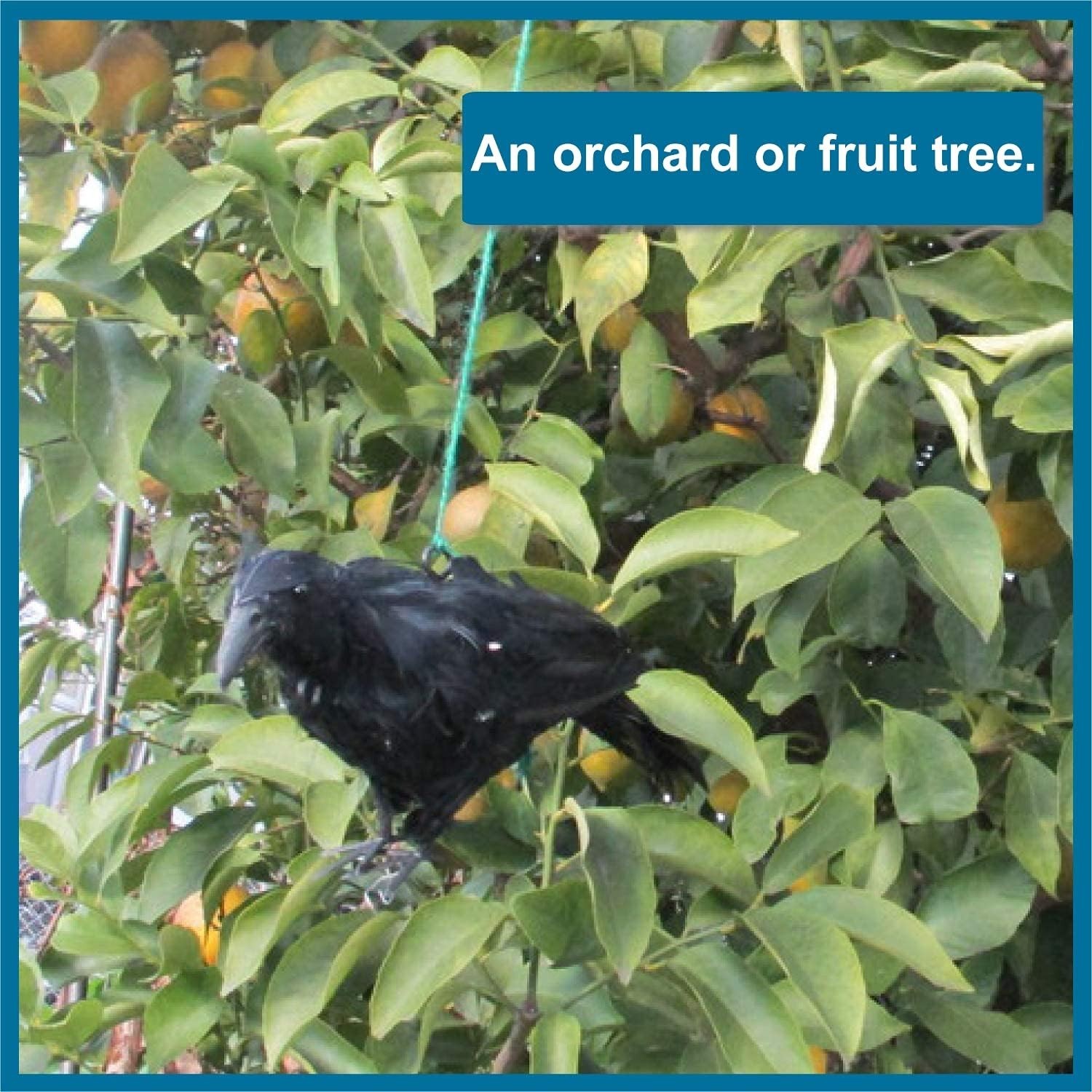 Lifelike 12-Inch Black Feathered Crow Decoy – Effective Bird Control Solution