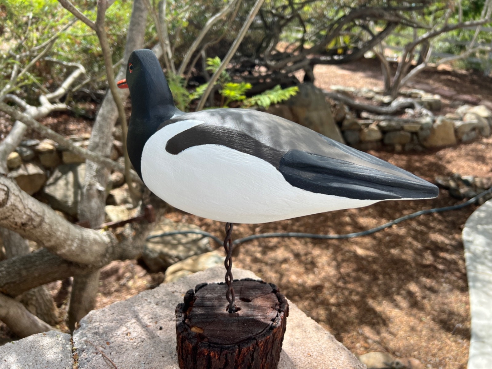 American Oystercatcher Hand Carved Shorebird Decoy by Stan Vath of Olivenhain CA