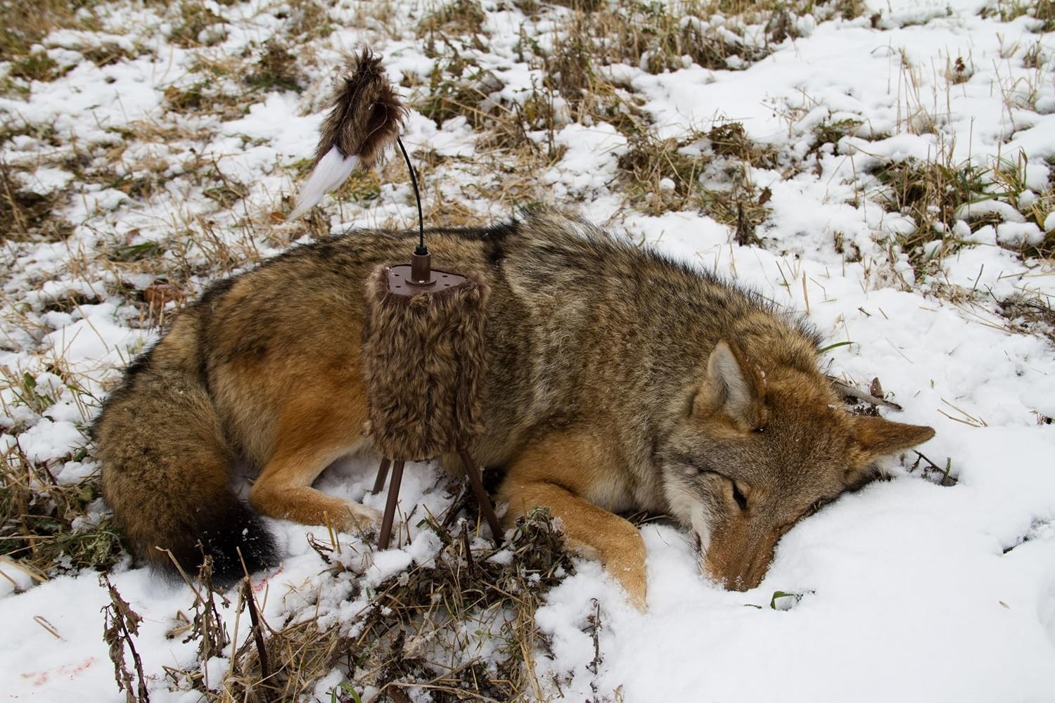 Mojo Super Critter Decoy: Ultimate Solution for Effective Predator Trapping!