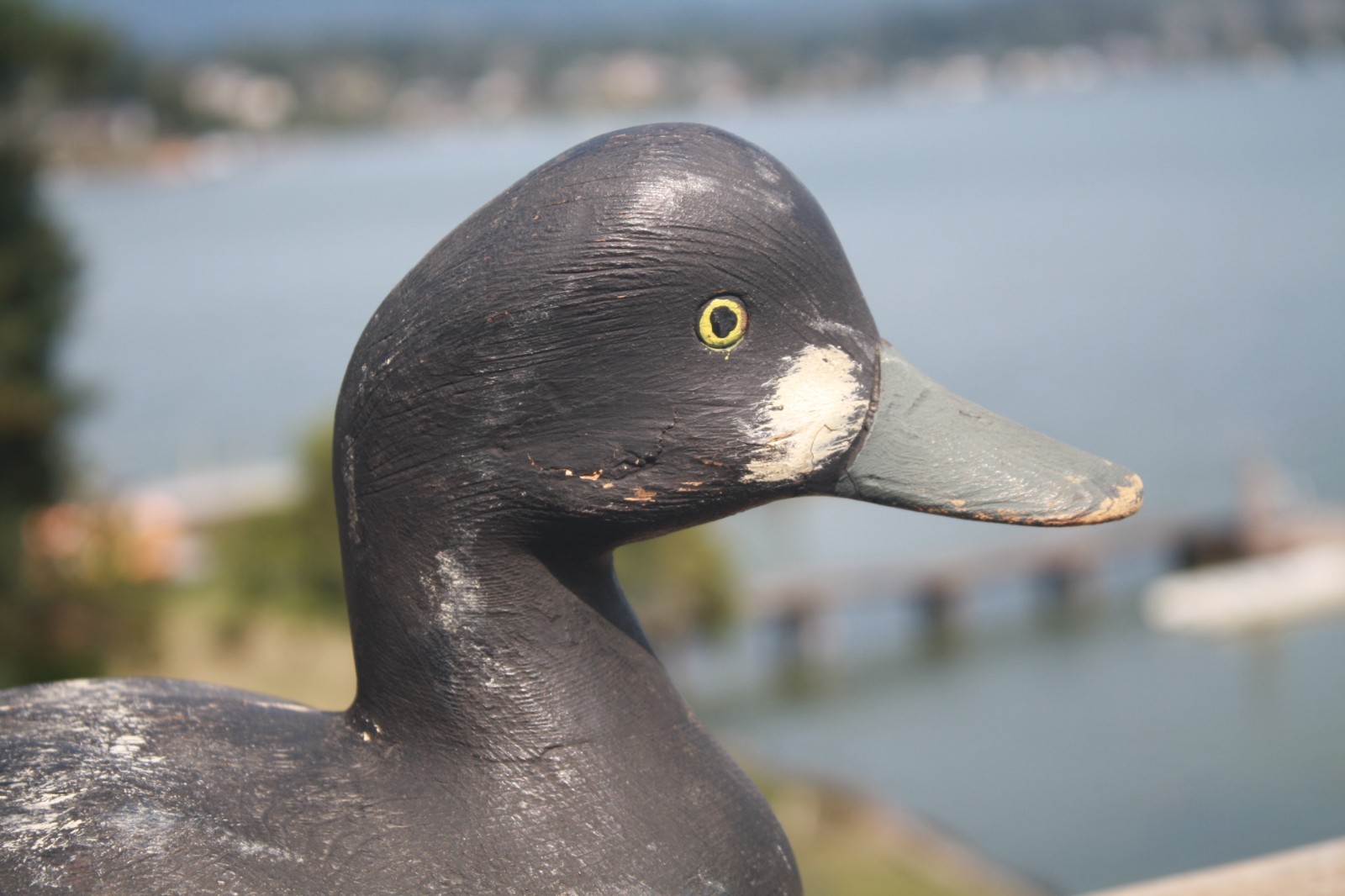 Bluebill Drake, Pierre Emile, LA Combe, Quebec, painted eyes, solid wood, OP.