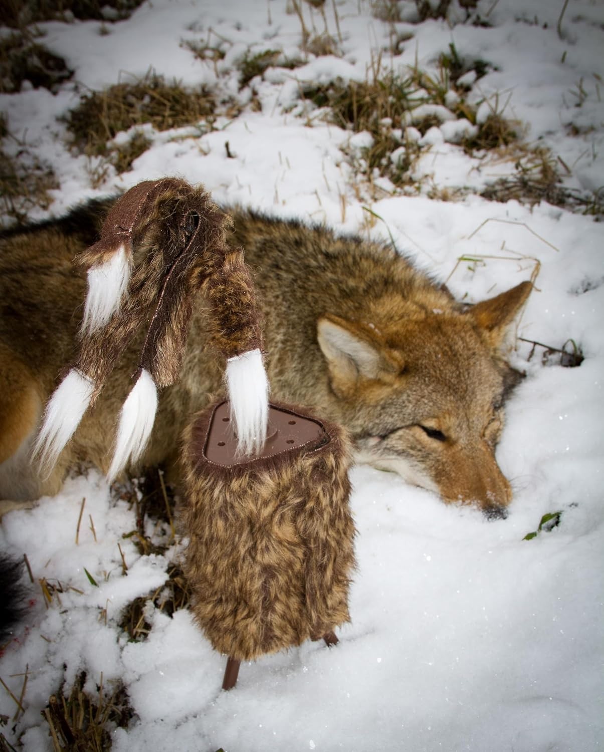 Mojo Super Critter Decoy: Ultimate Solution for Effective Predator Trapping!