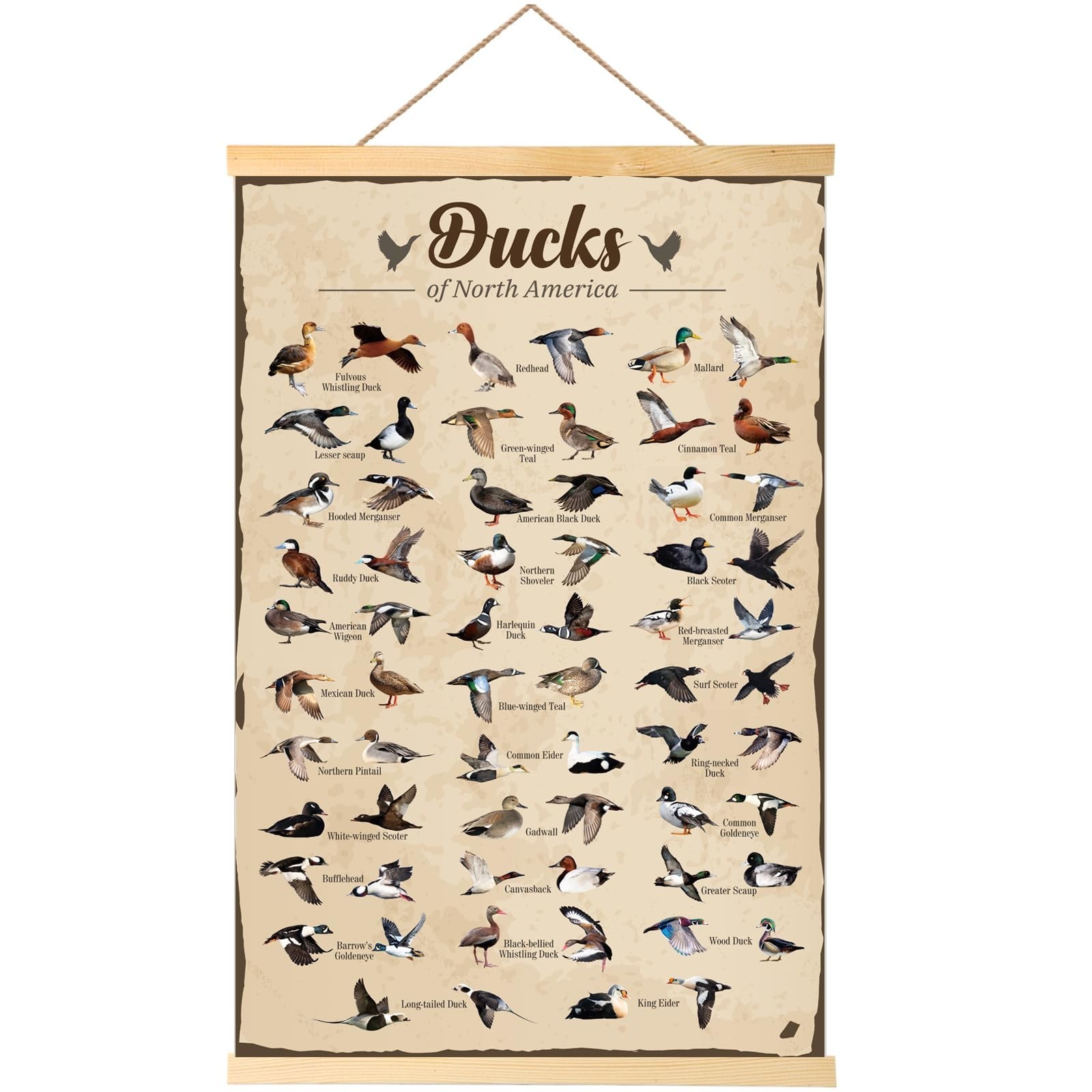 Duck Hunting Gifts for Men Type Of Duck Poster Duck Hunting Decor Mallard Ducks