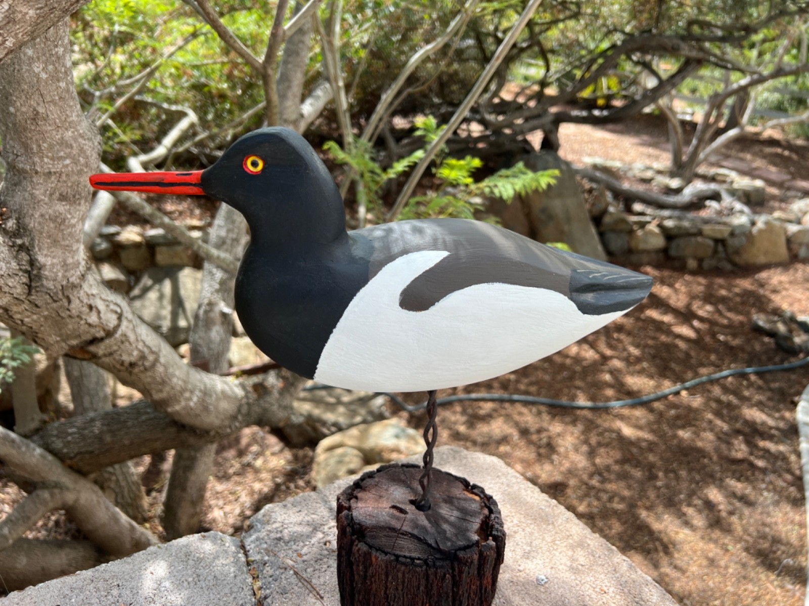 American Oystercatcher Hand Carved Shorebird Decoy by Stan Vath of Olivenhain CA