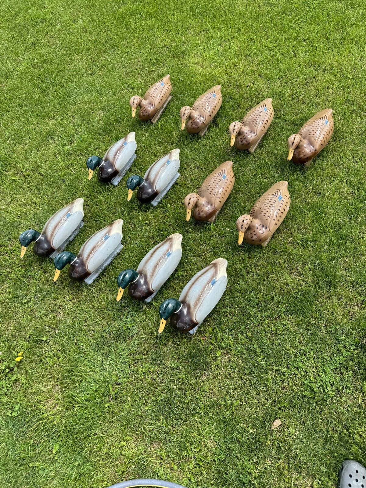 duck decoys. Multiple Pictures/species