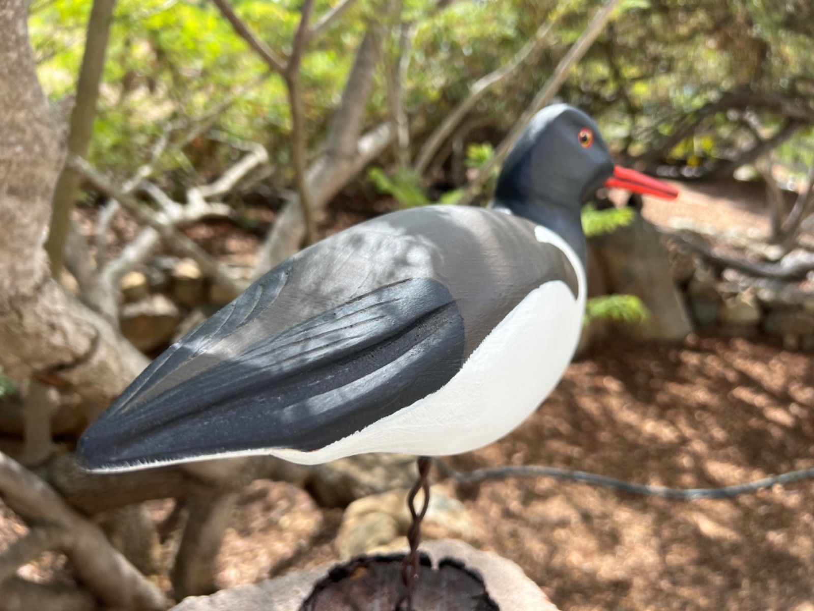 American Oystercatcher Hand Carved Shorebird Decoy by Stan Vath of Olivenhain CA